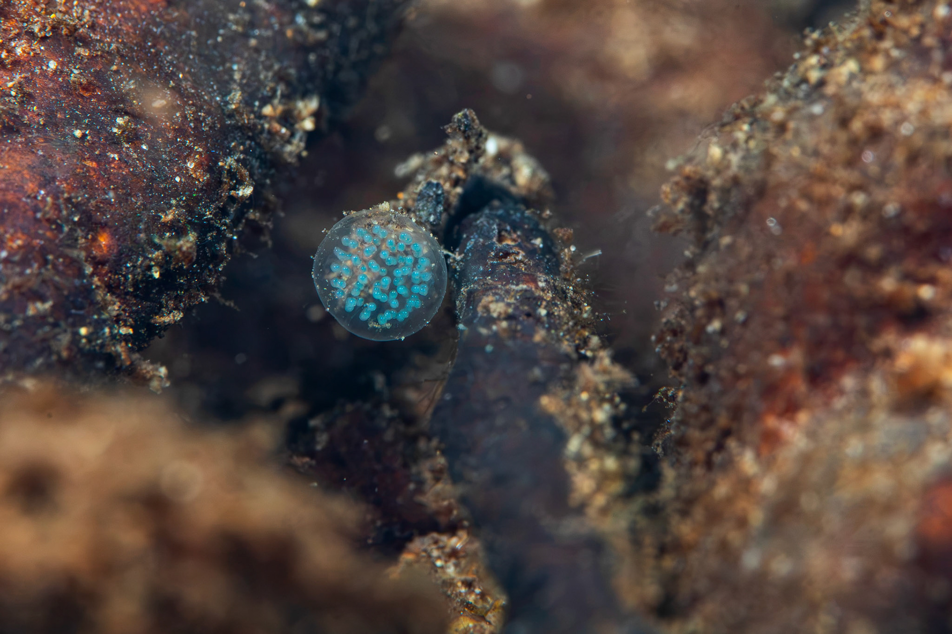 Invertebrate Eggcase