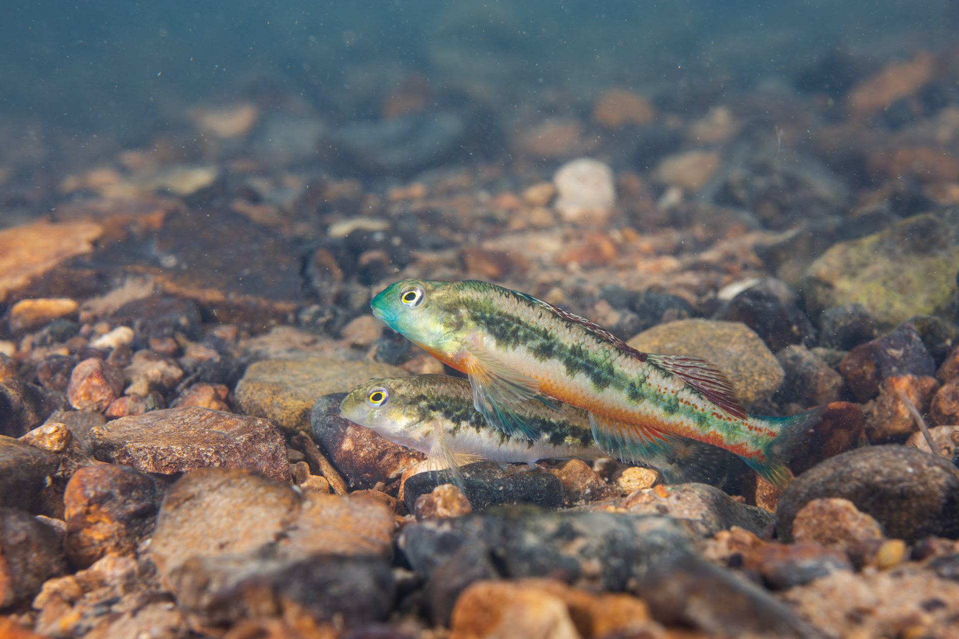 Blacksided Snubnose Darter
