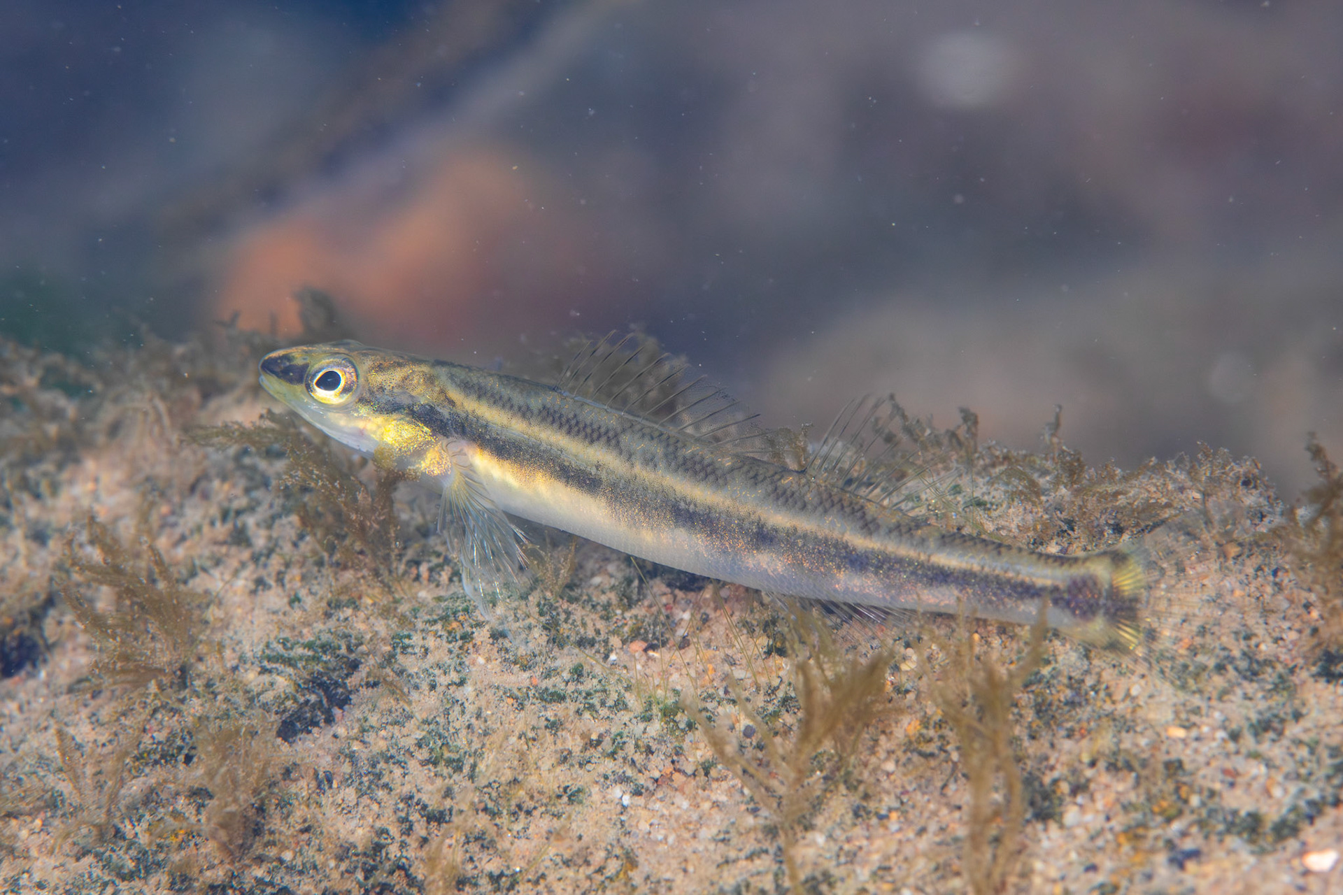 Goldline Darter