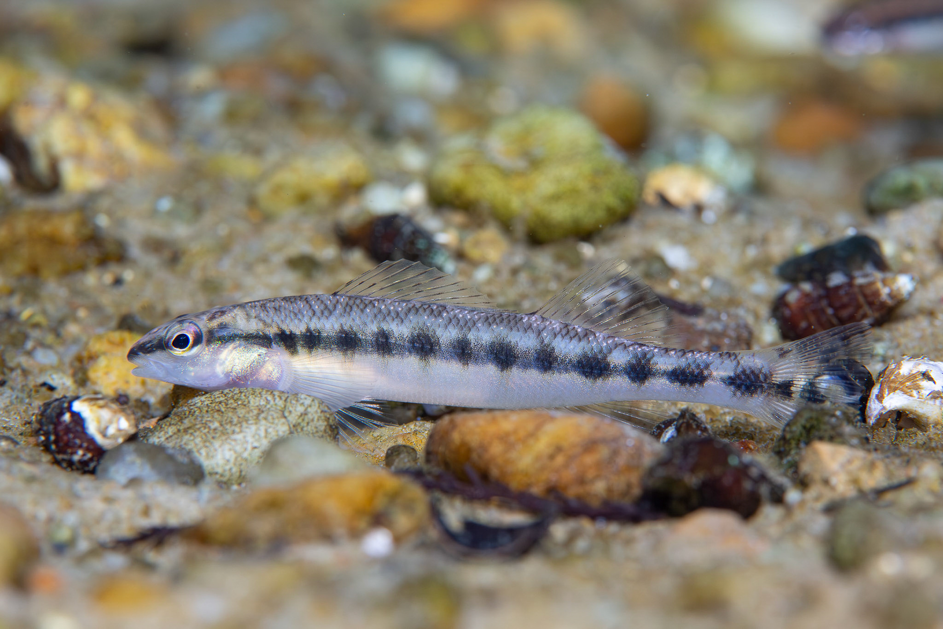 Blackbanded Darter