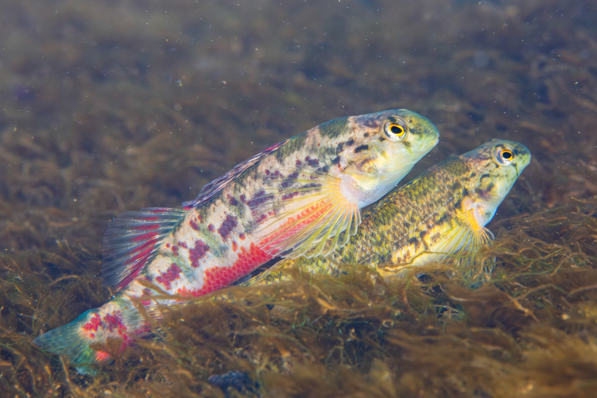 Vermilion darter (Etheostoma chermocki)