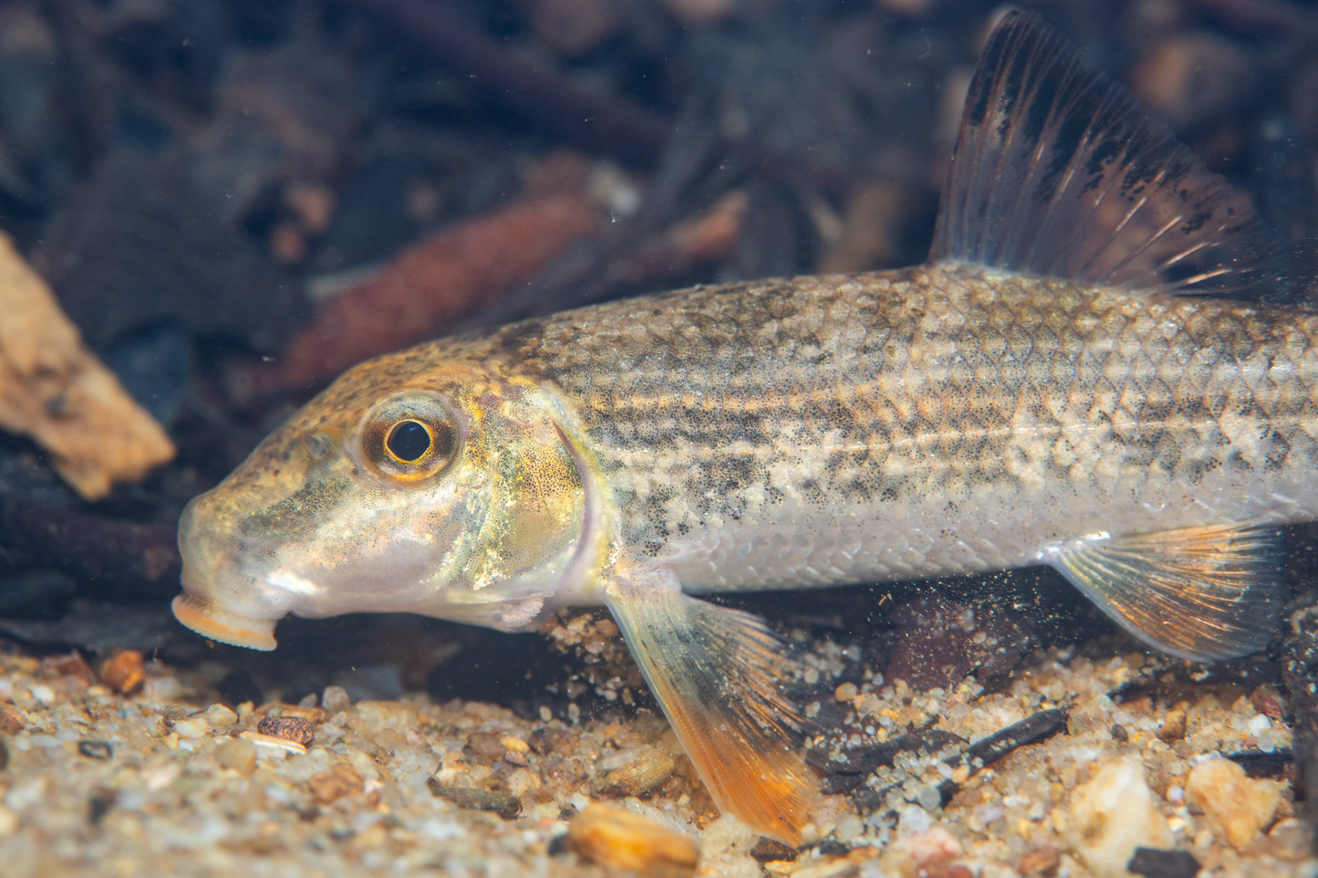 Alabama Hogsucker