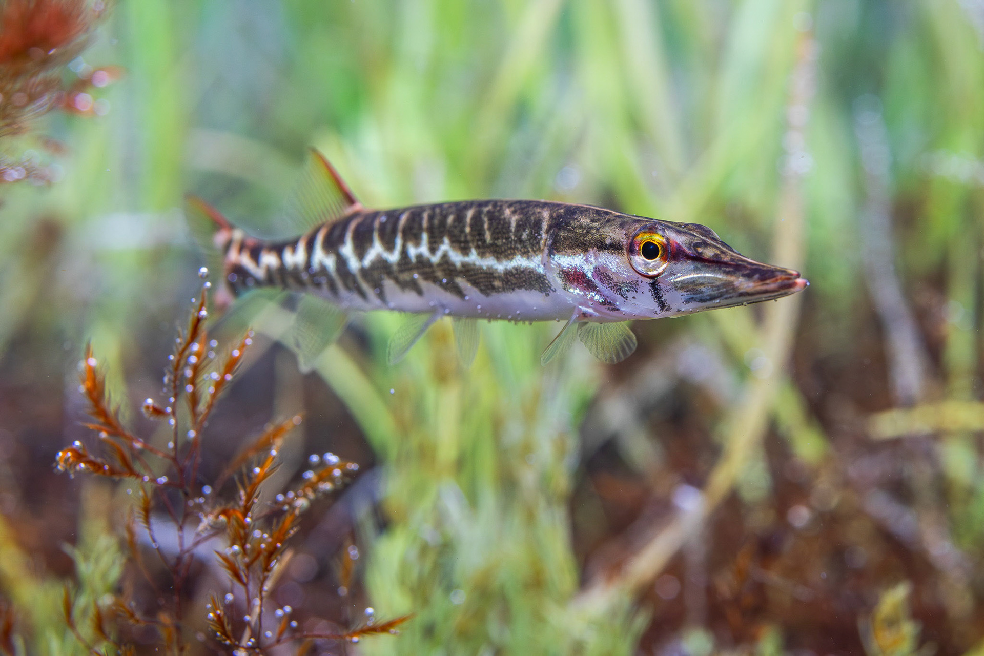 Chain Pickerel