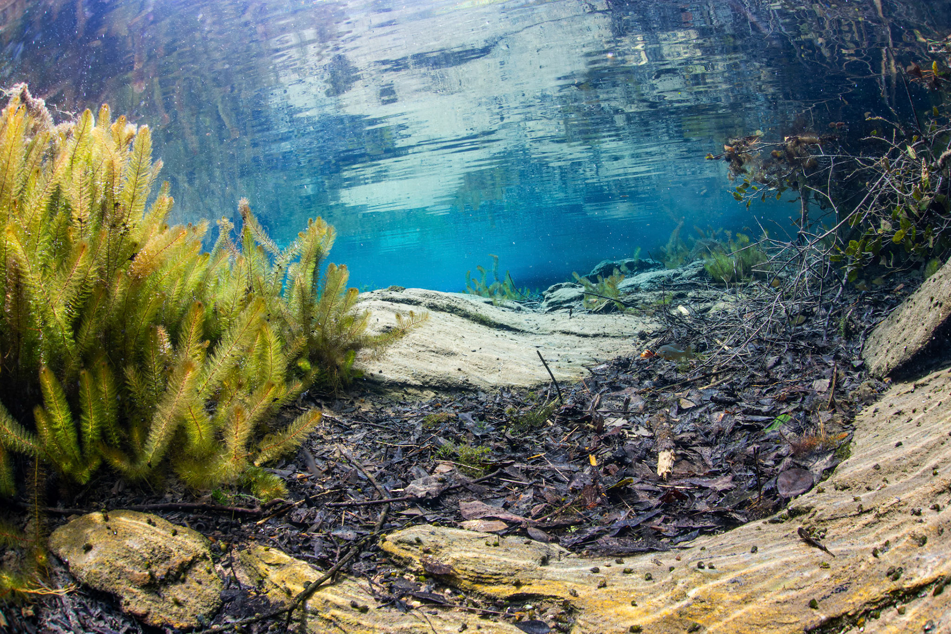 Bay Spring