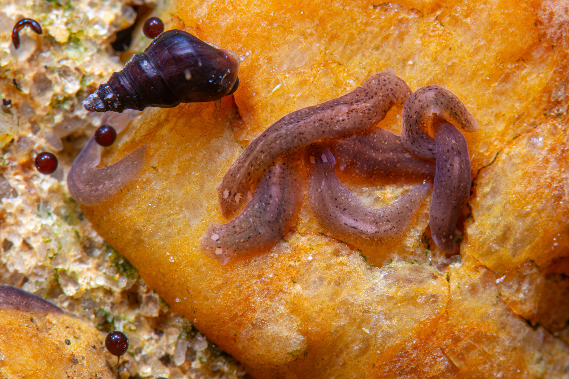 Flatworms
