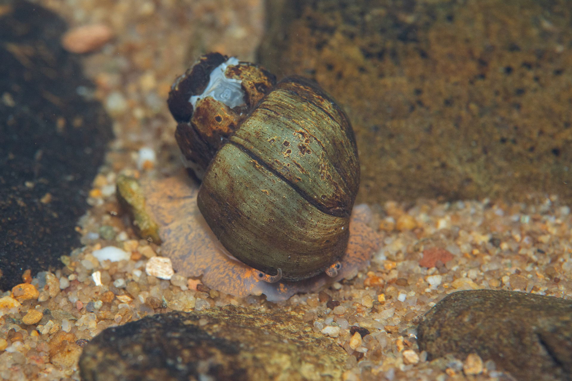 Cylinder Campeloma