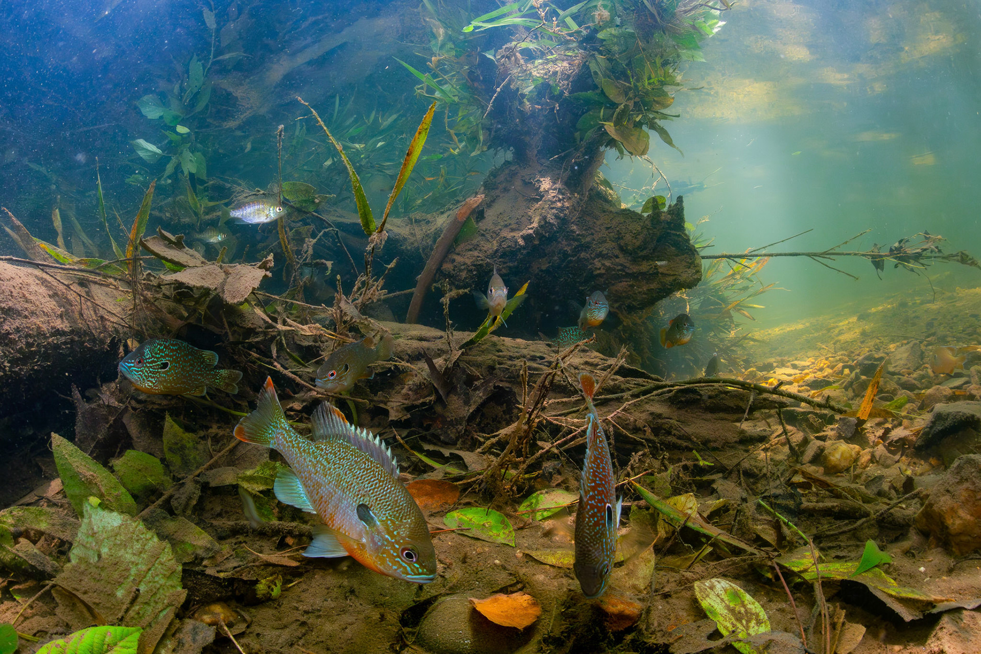 Gulf Longear and Redbreast Sunfish