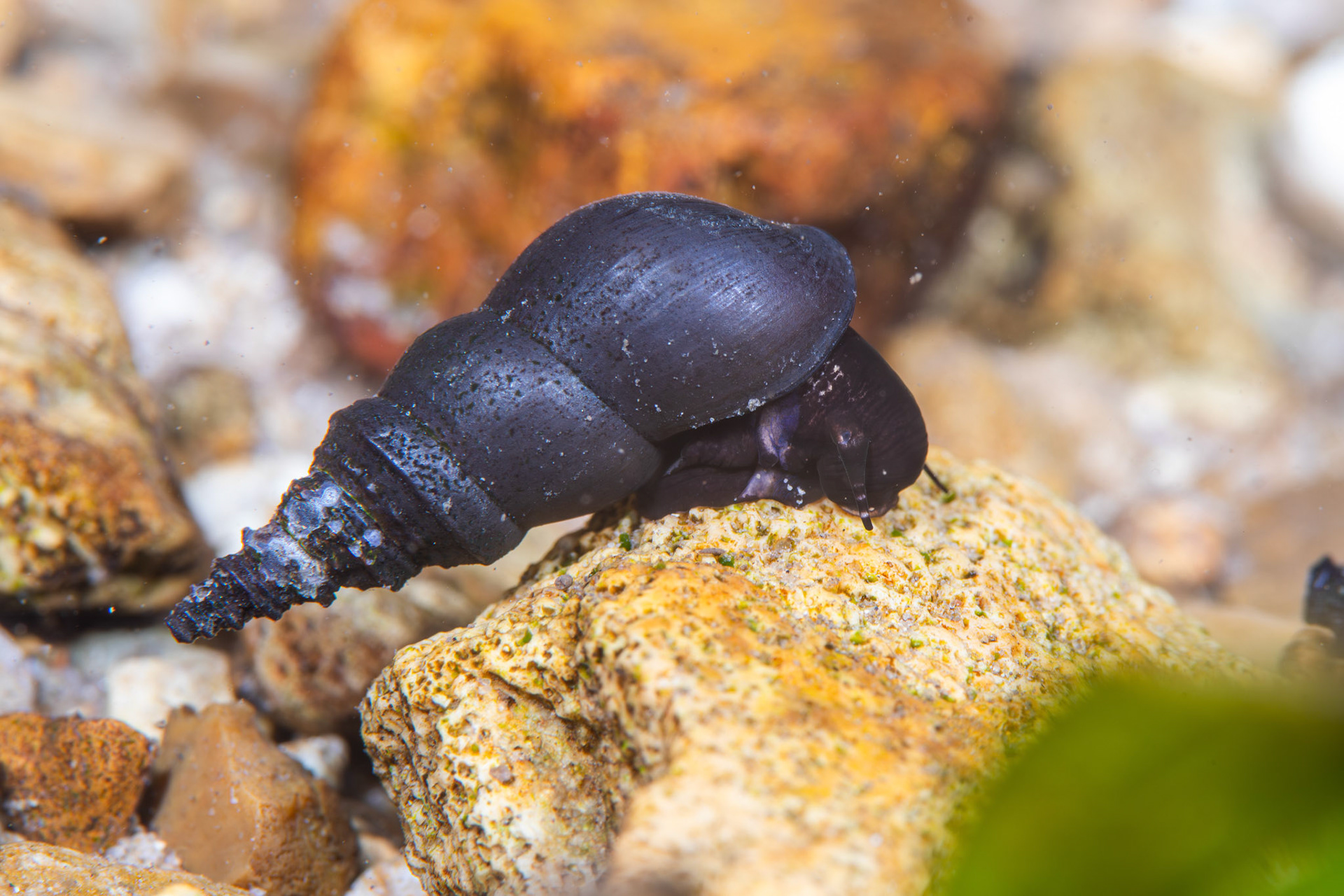 Sharp-crest Elimia (Elimia carinifera)
