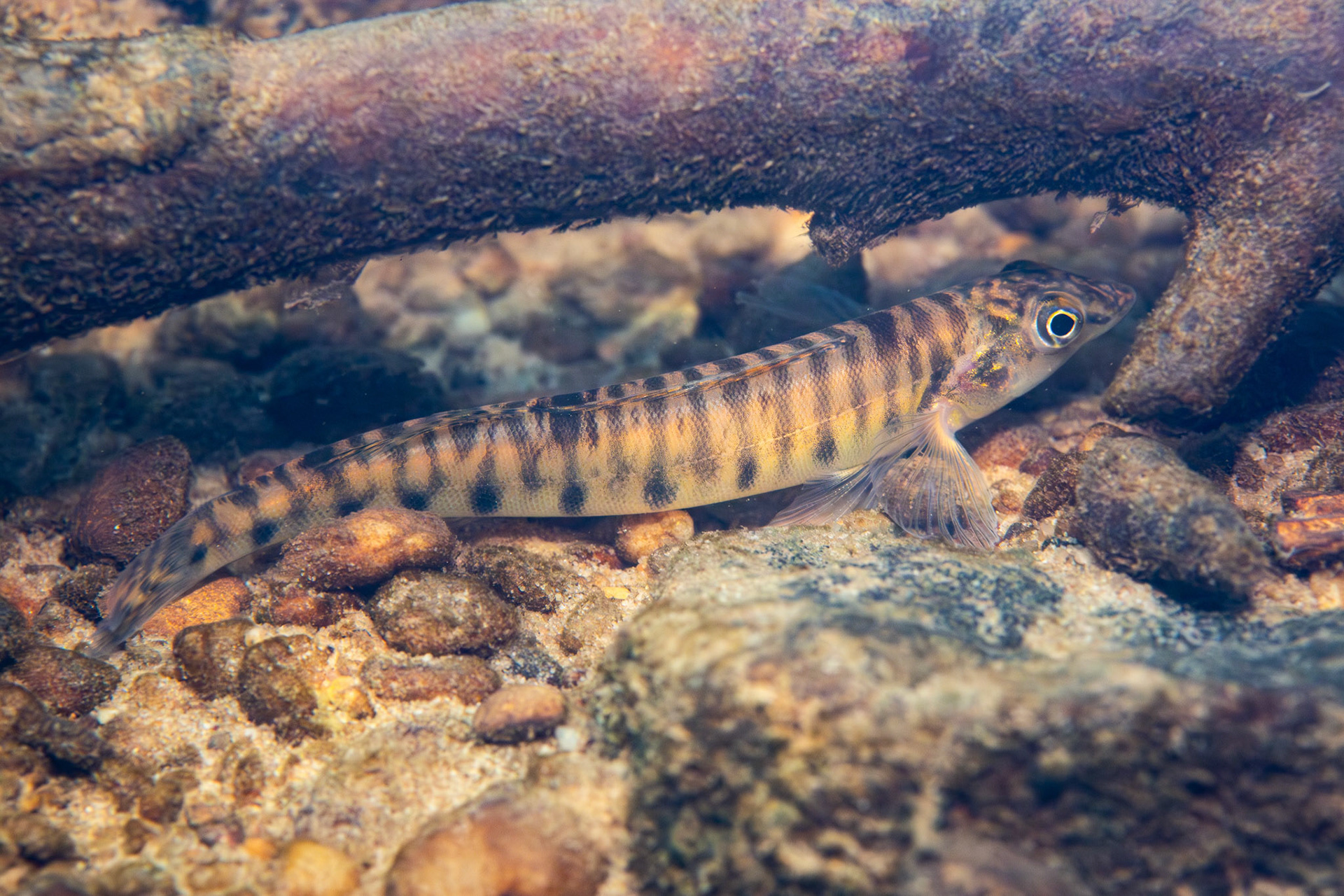 Mobile Logperch