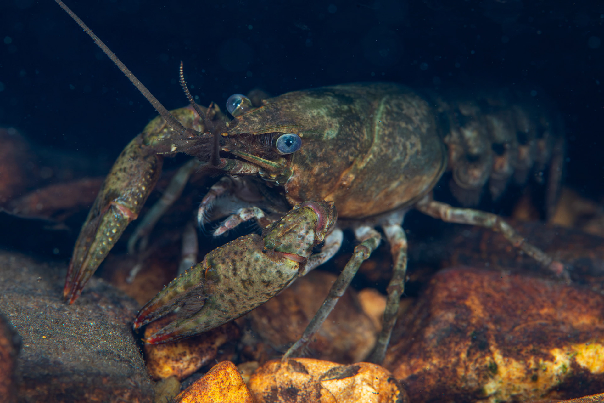 Powerful Crayfish