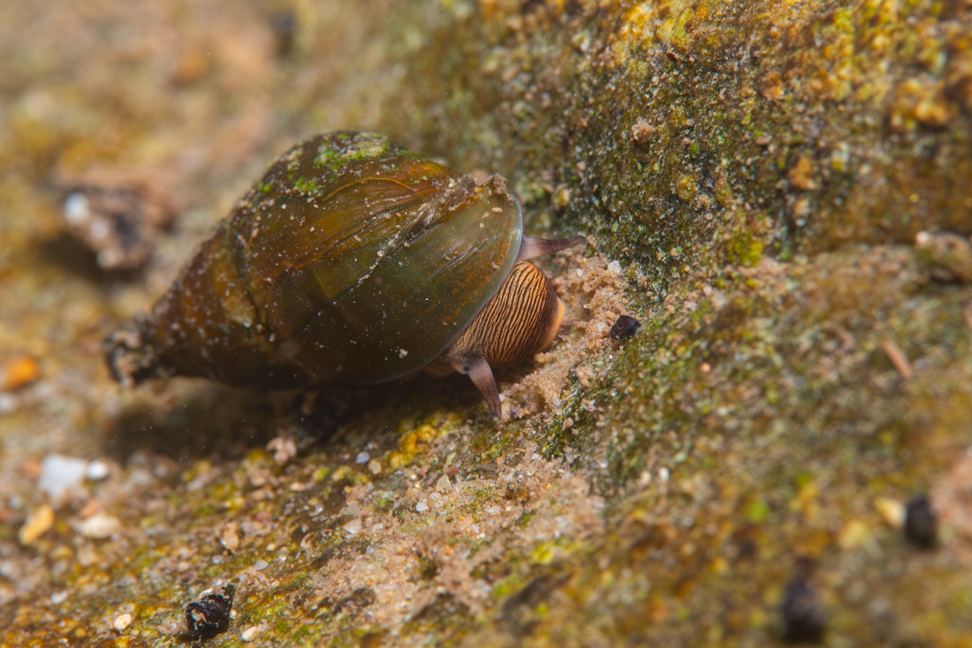 Elimia sp.