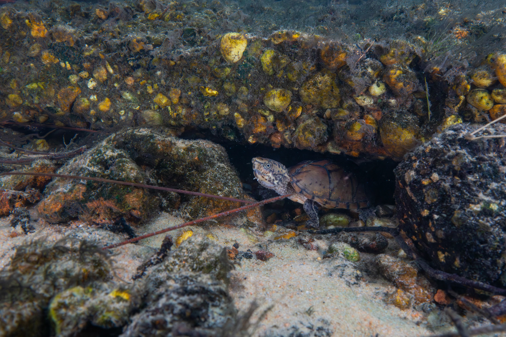 Intermediate Musk Turtle (Sternotherus intermedius)