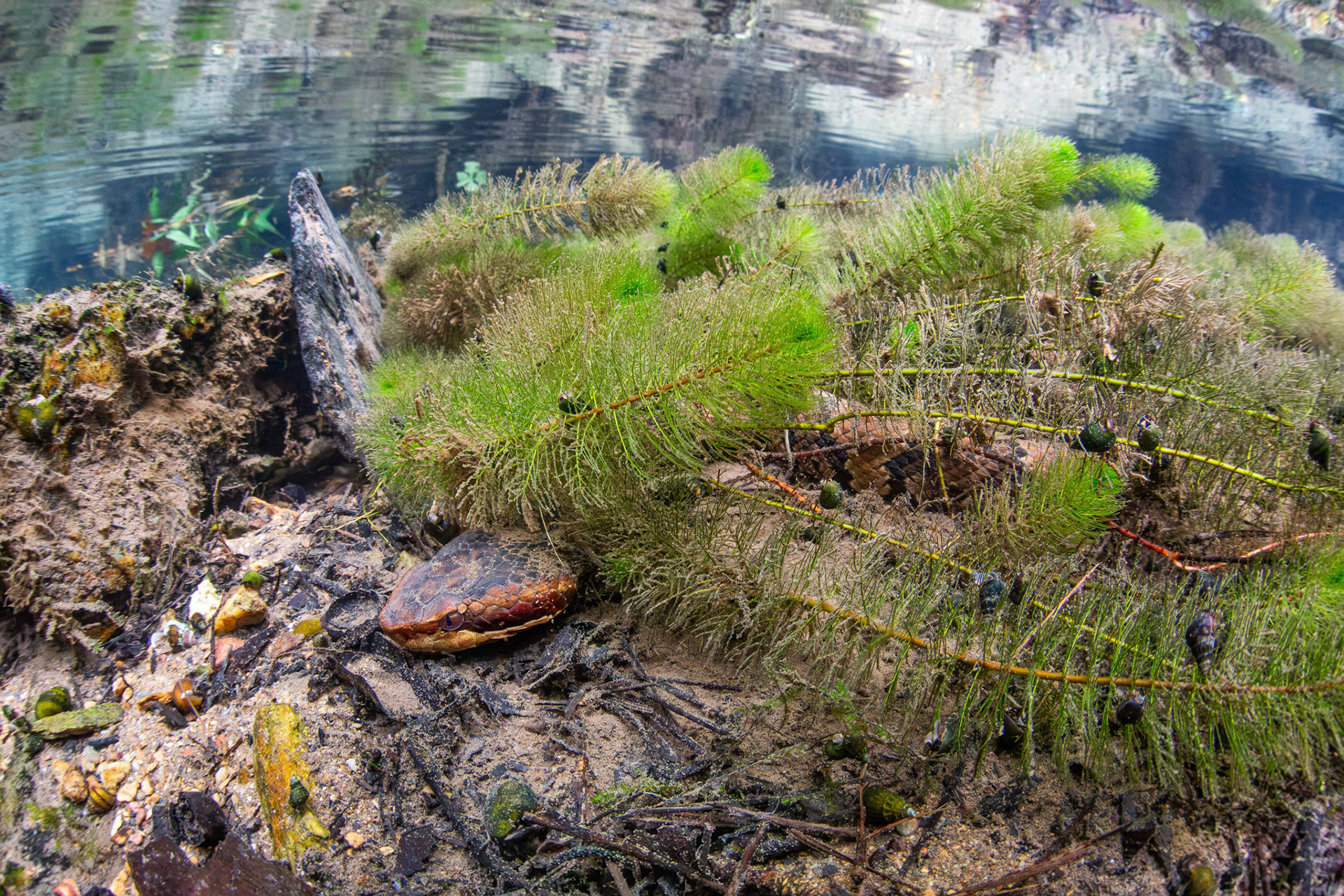 Northern Cottonmouth