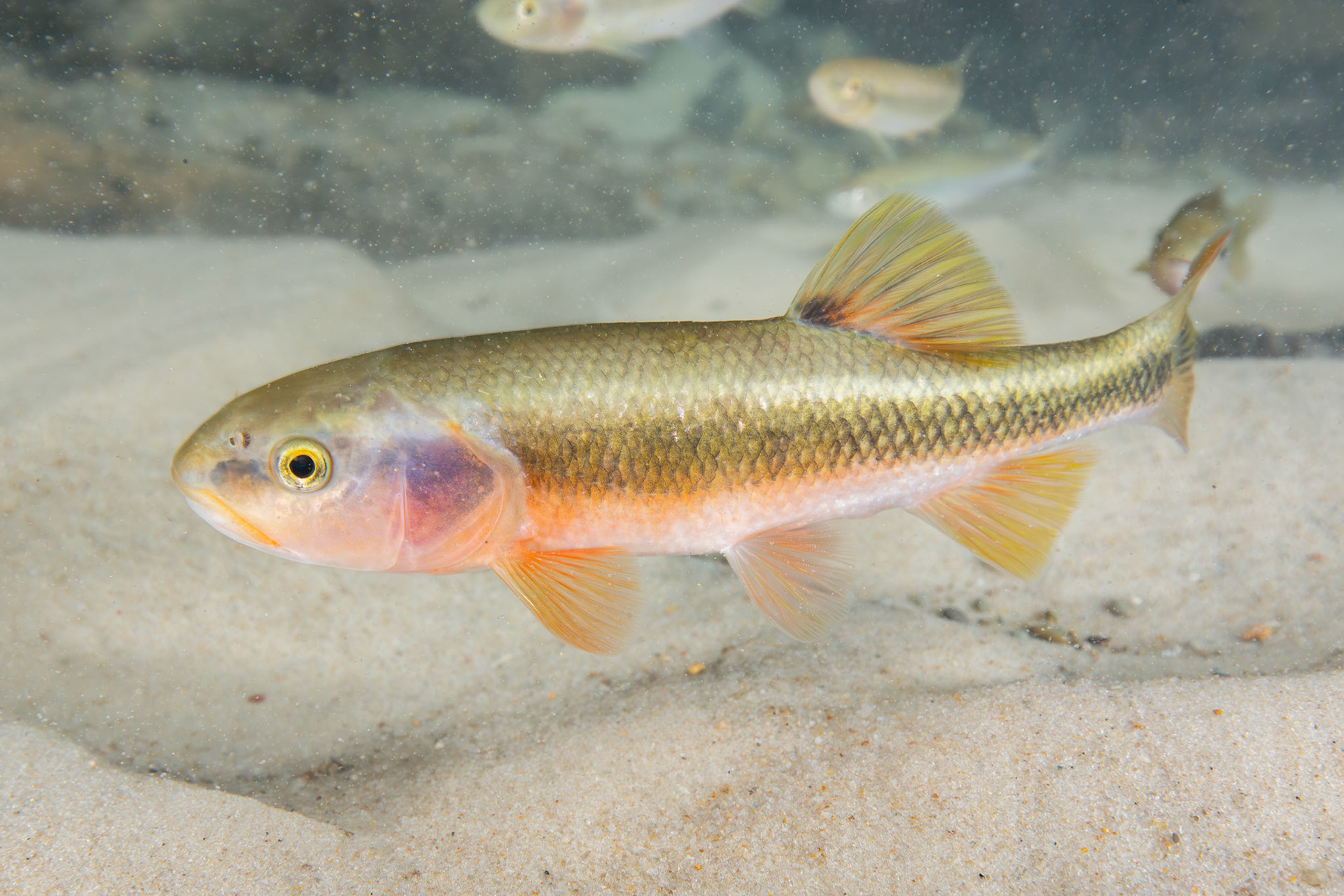 Dixie Chub