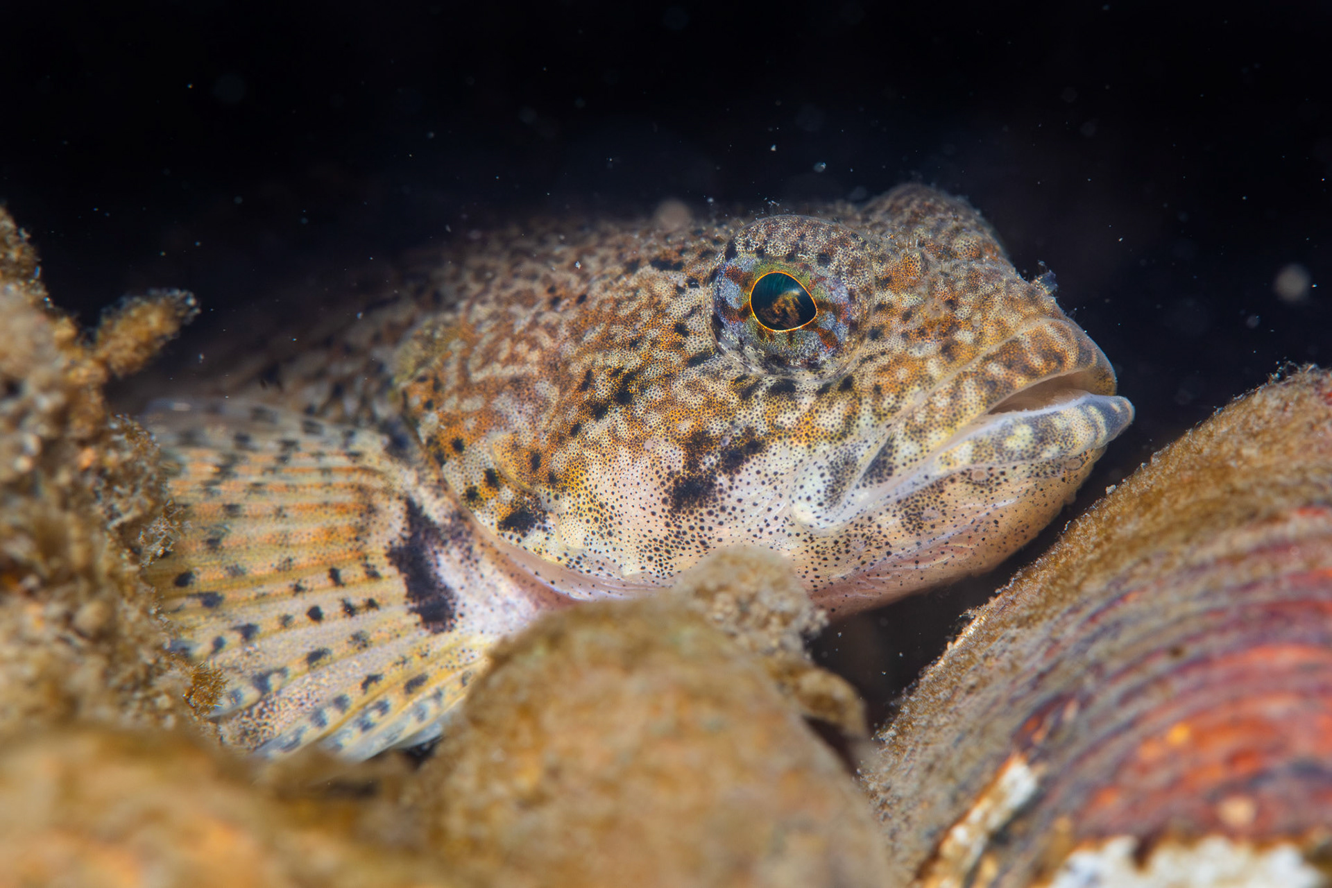 Banded Sculpin