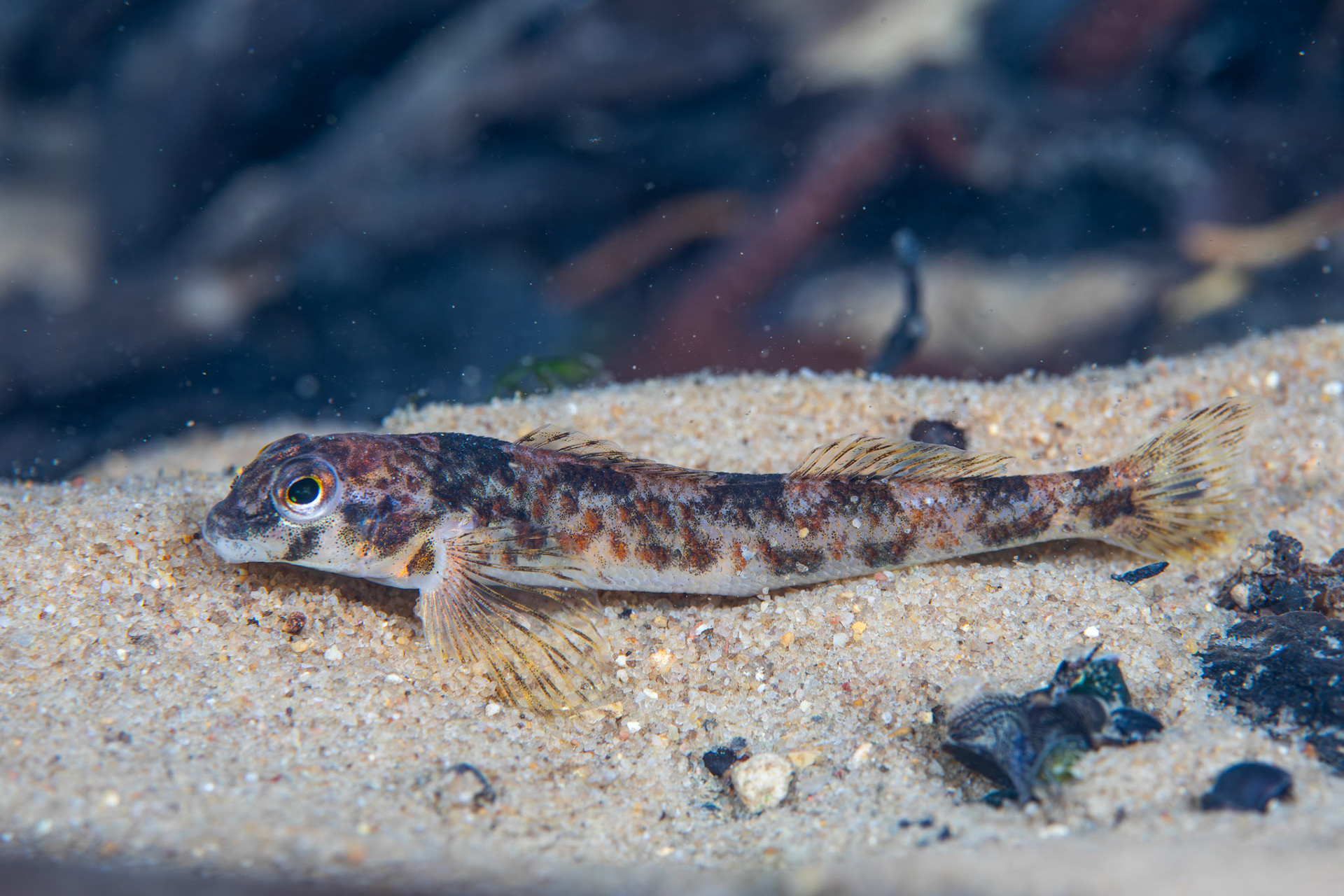 Rock Darter