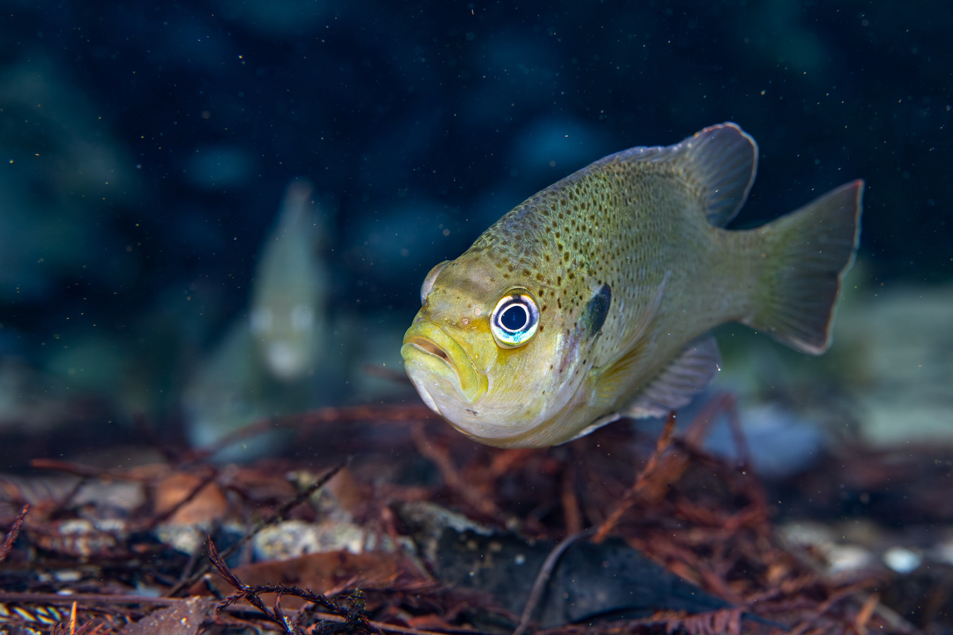 Spotted Sunfish