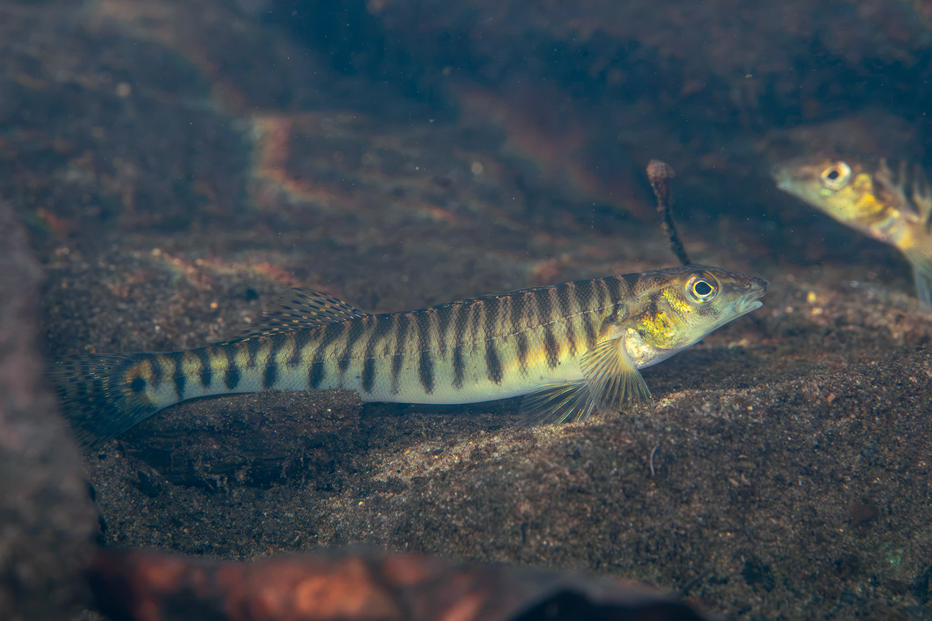 Common Logperch