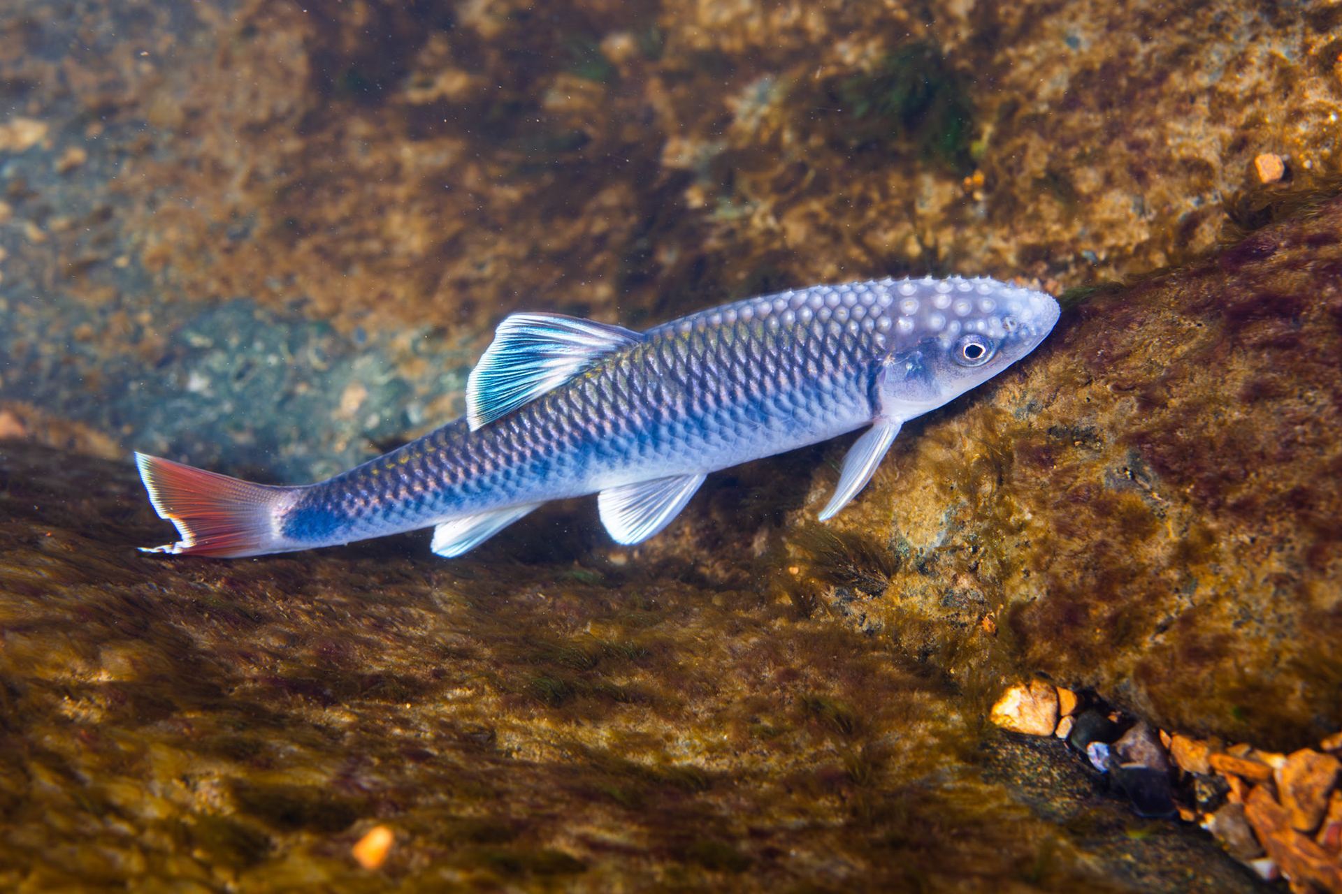 Alabama Shiner (Cyprinella callistia)