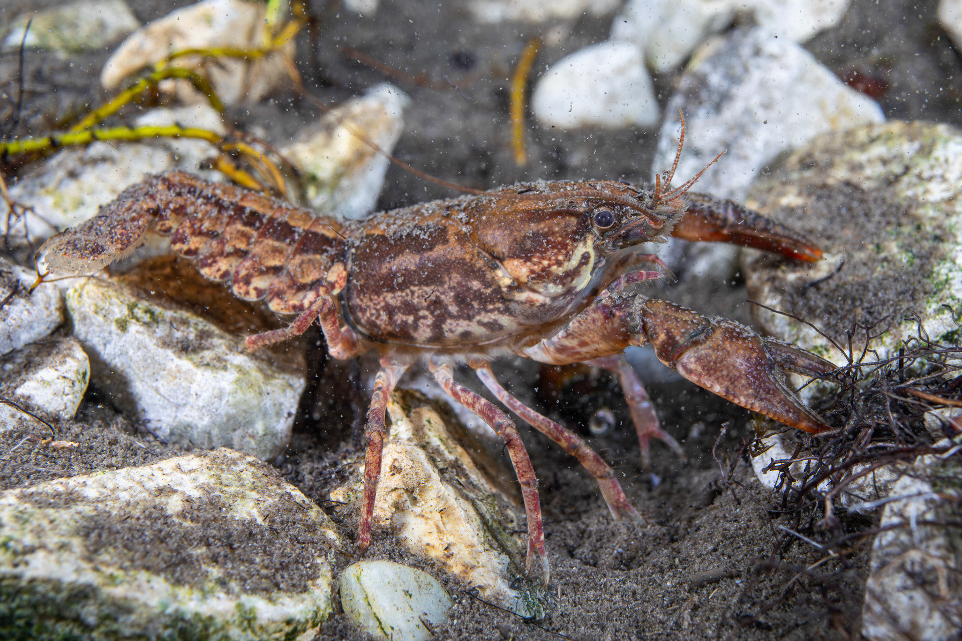 Cambarus sp.