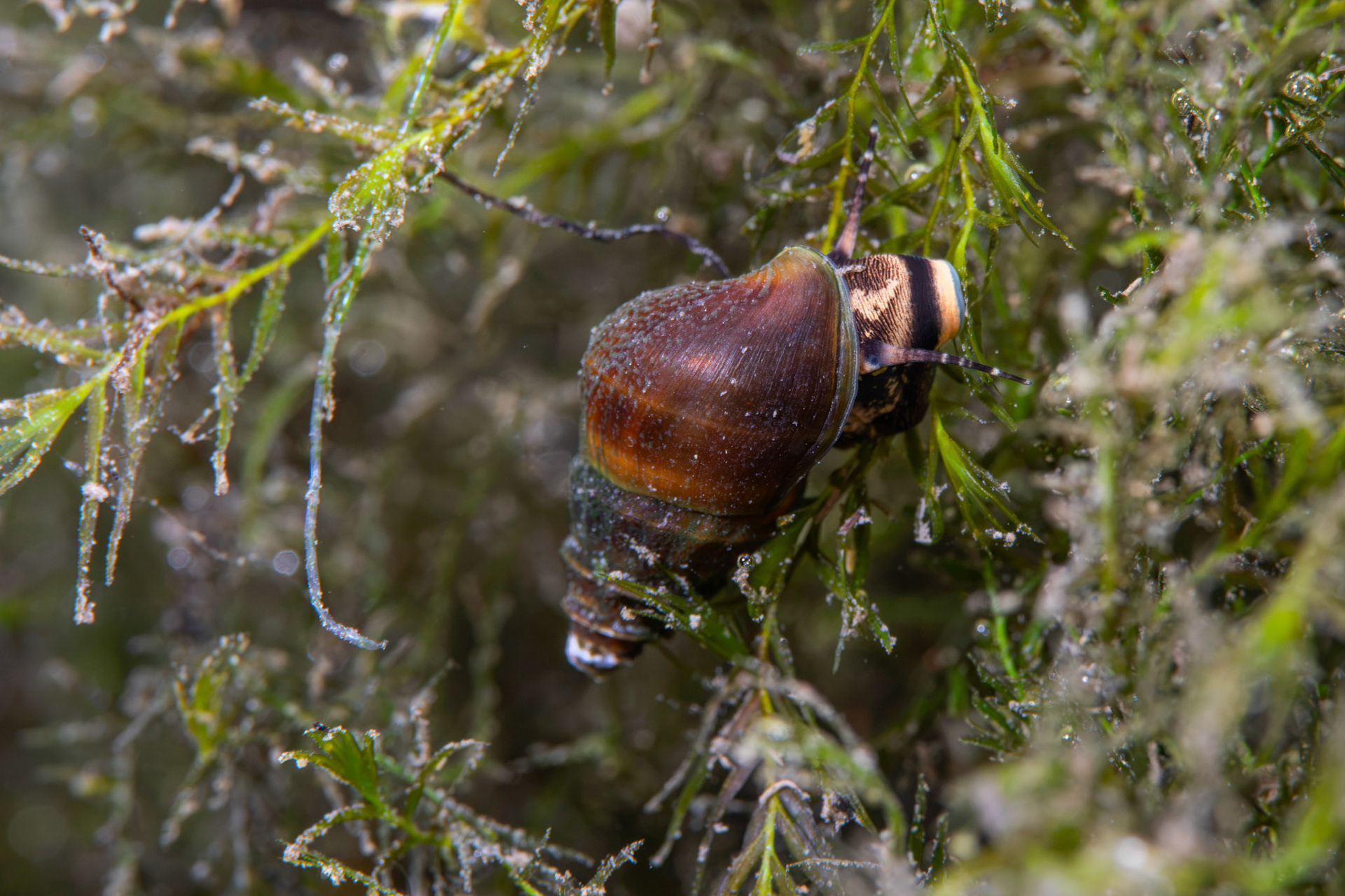 Elimia sp.