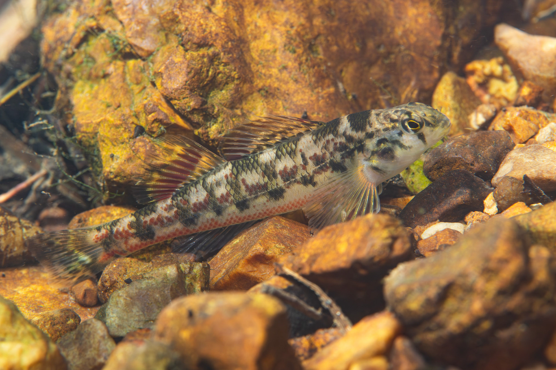 Vermilion Darter (Etheostoma chermocki)