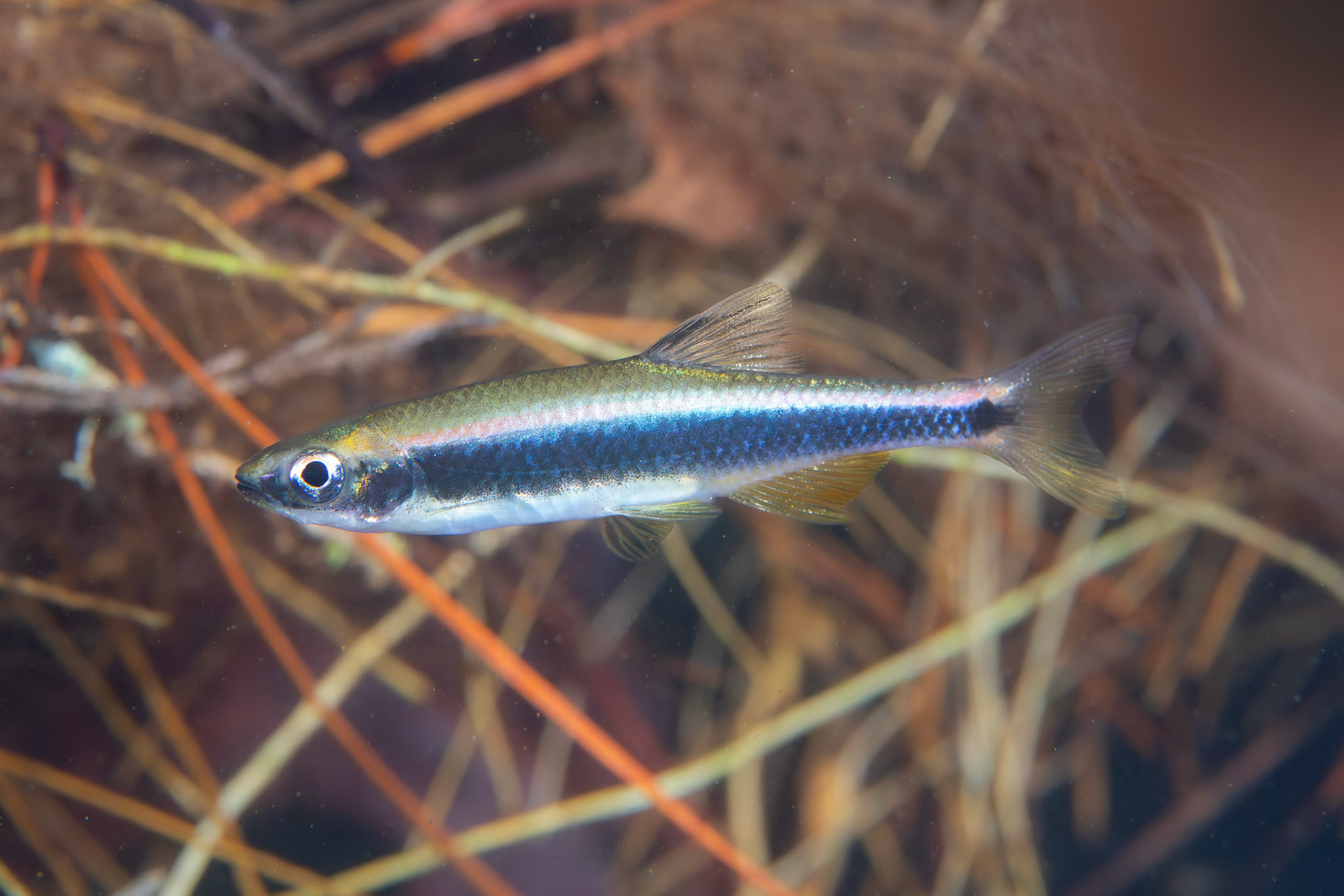 Sailfin Shiner