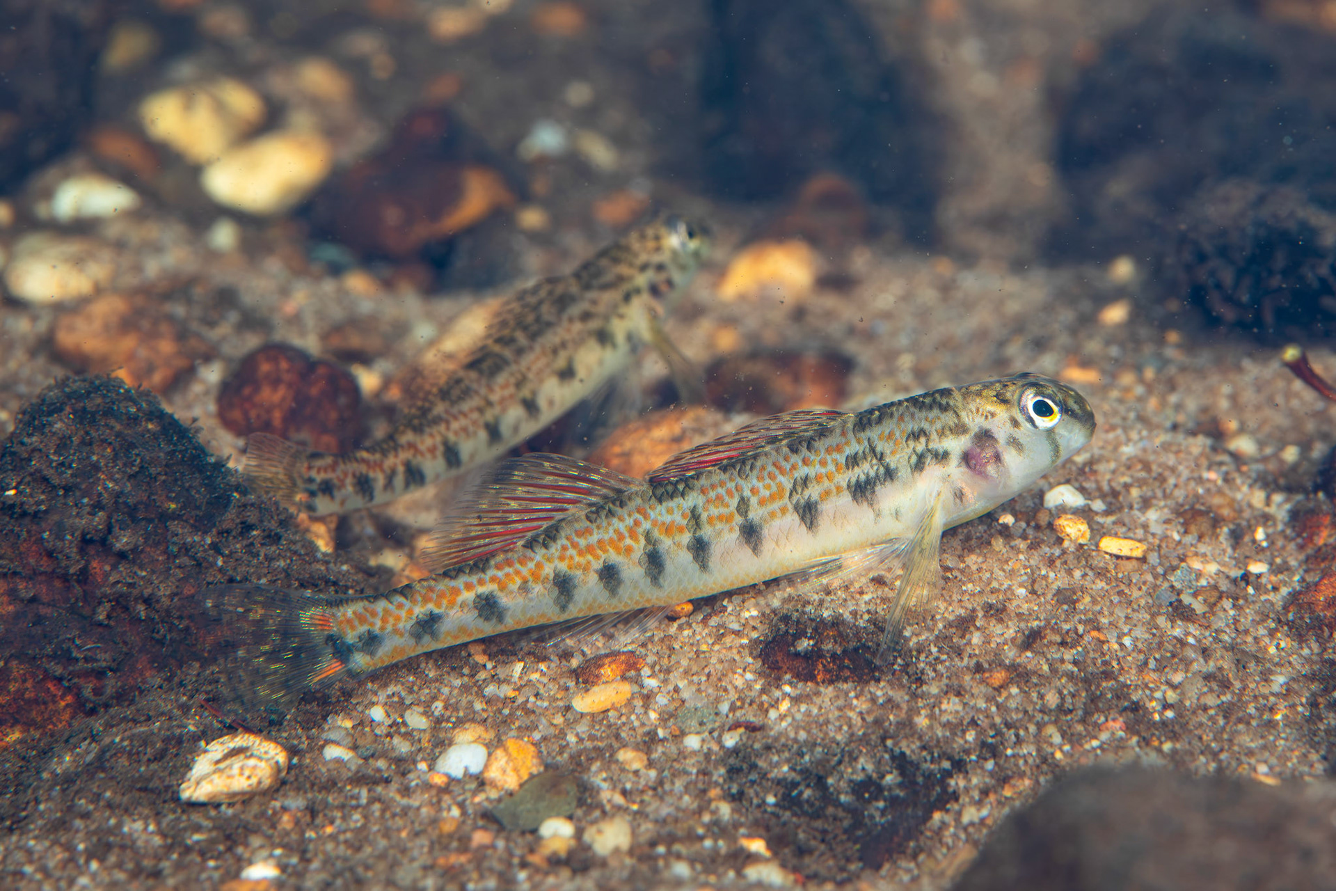 Tennessee Snubnose Darter