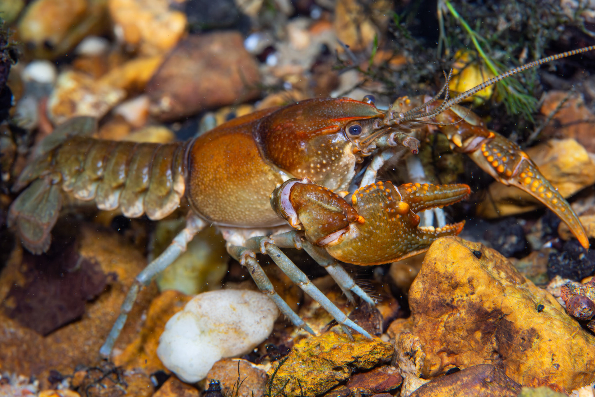 Cambarus sp.