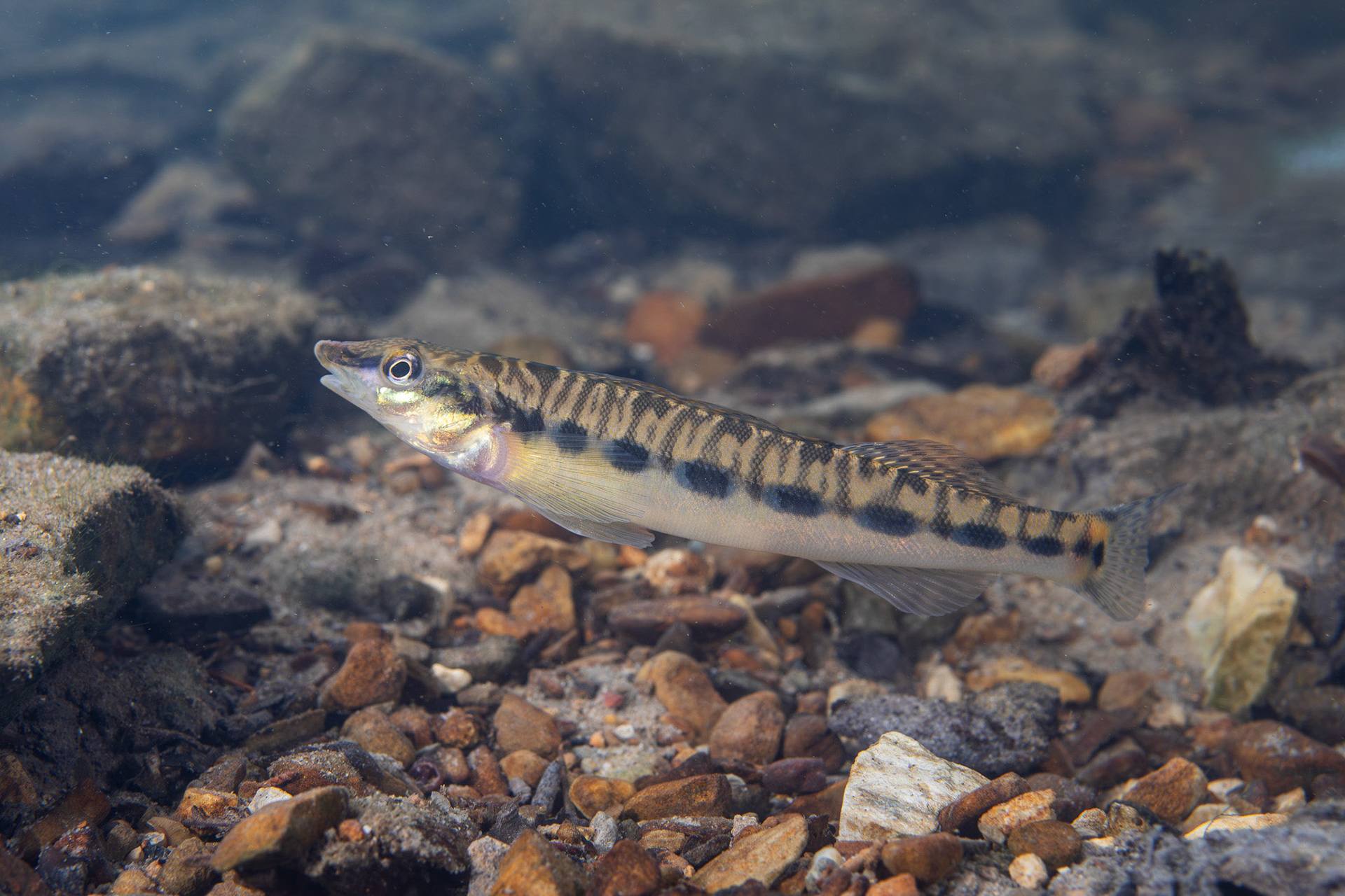 Blotchside Logperch