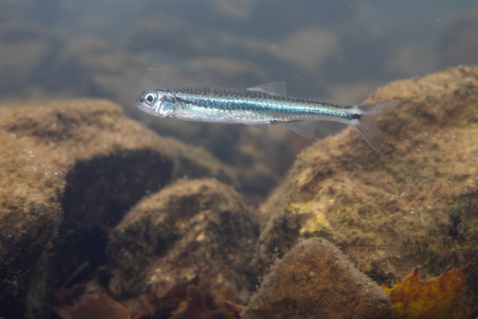 Tennessee Darter
