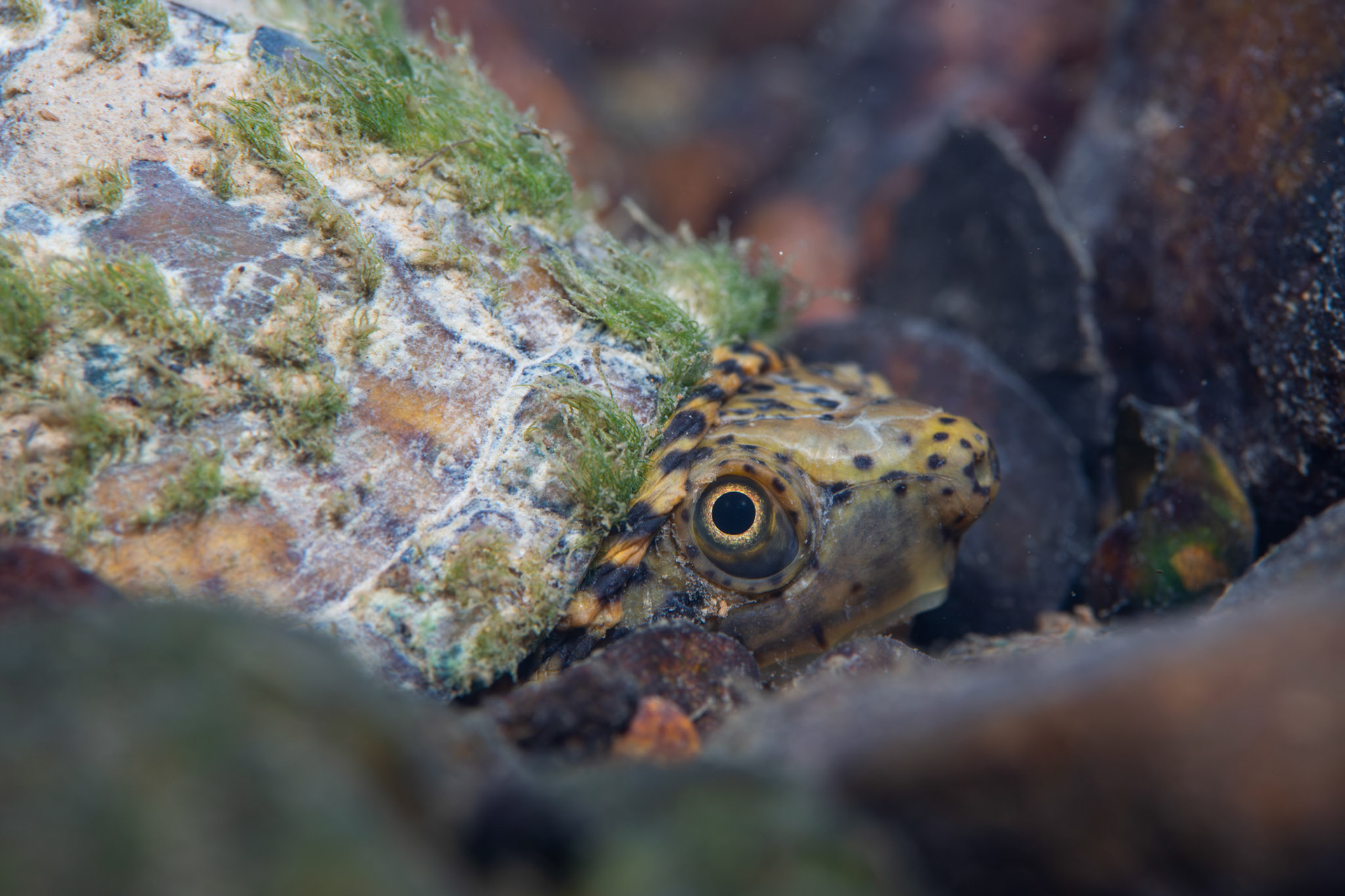 Stripe-necked Musk Turtle