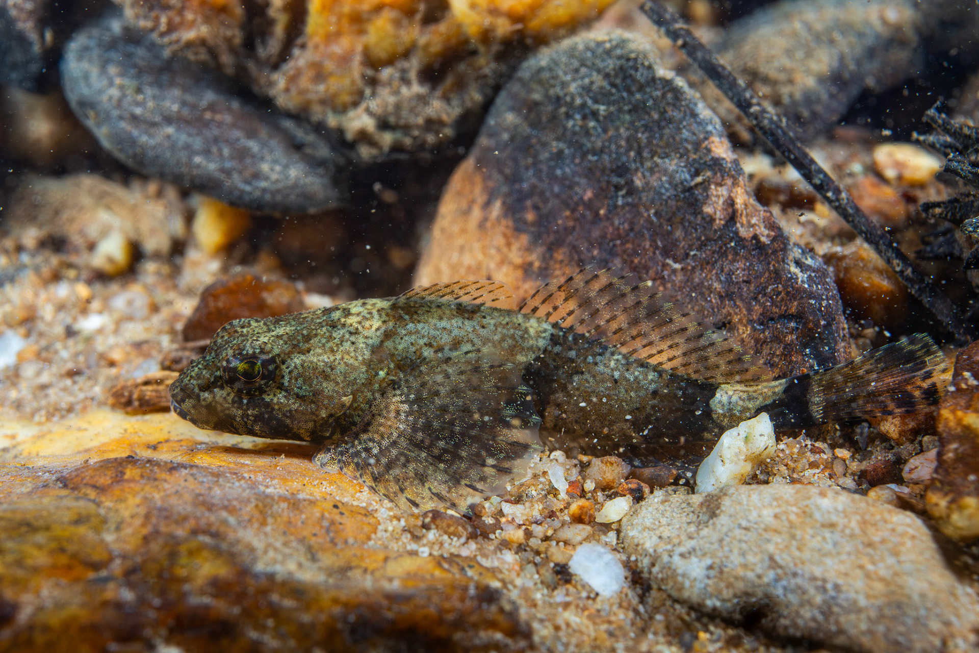 Banded Sculpin