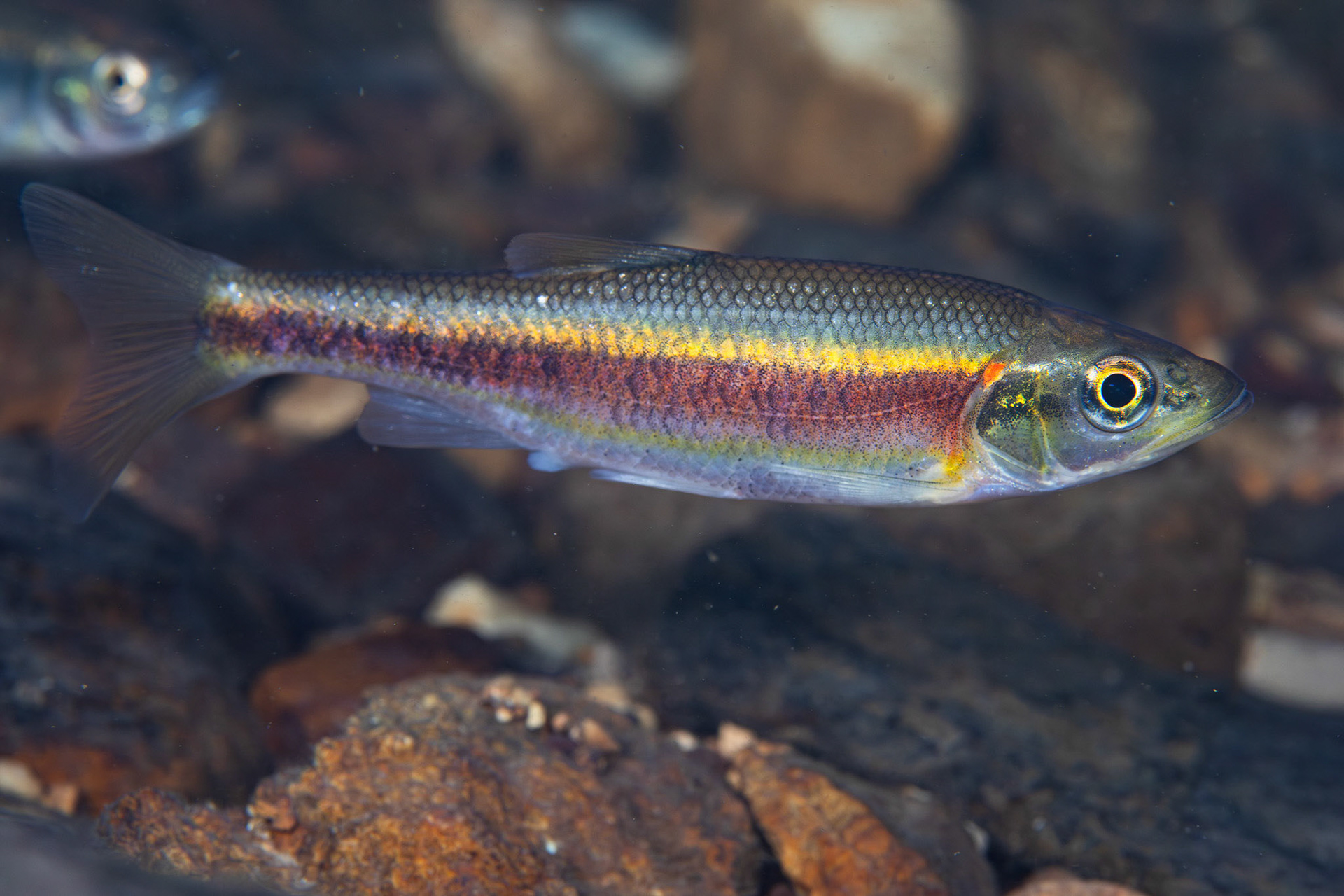 Rosyside Dace