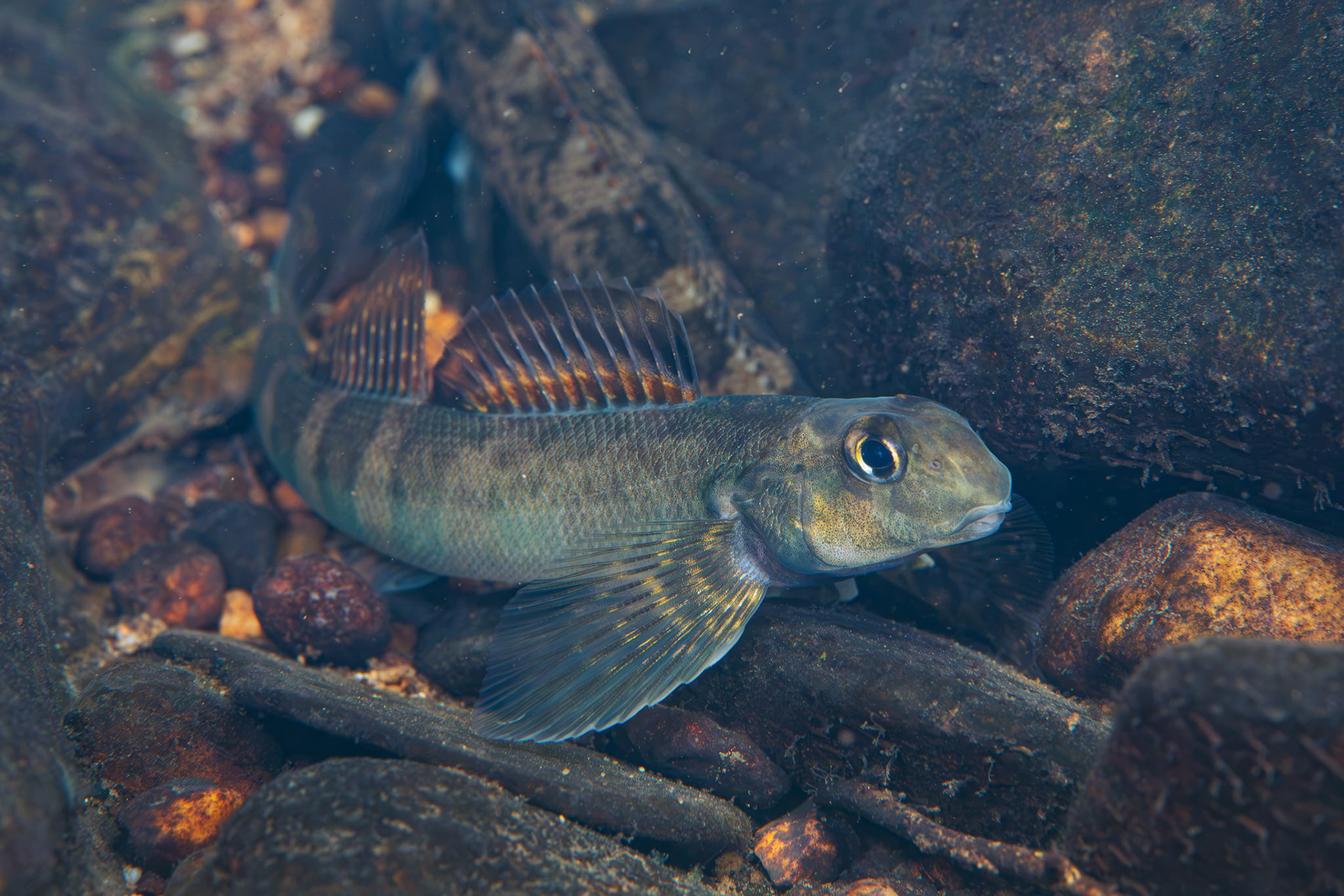 Greenside Darter