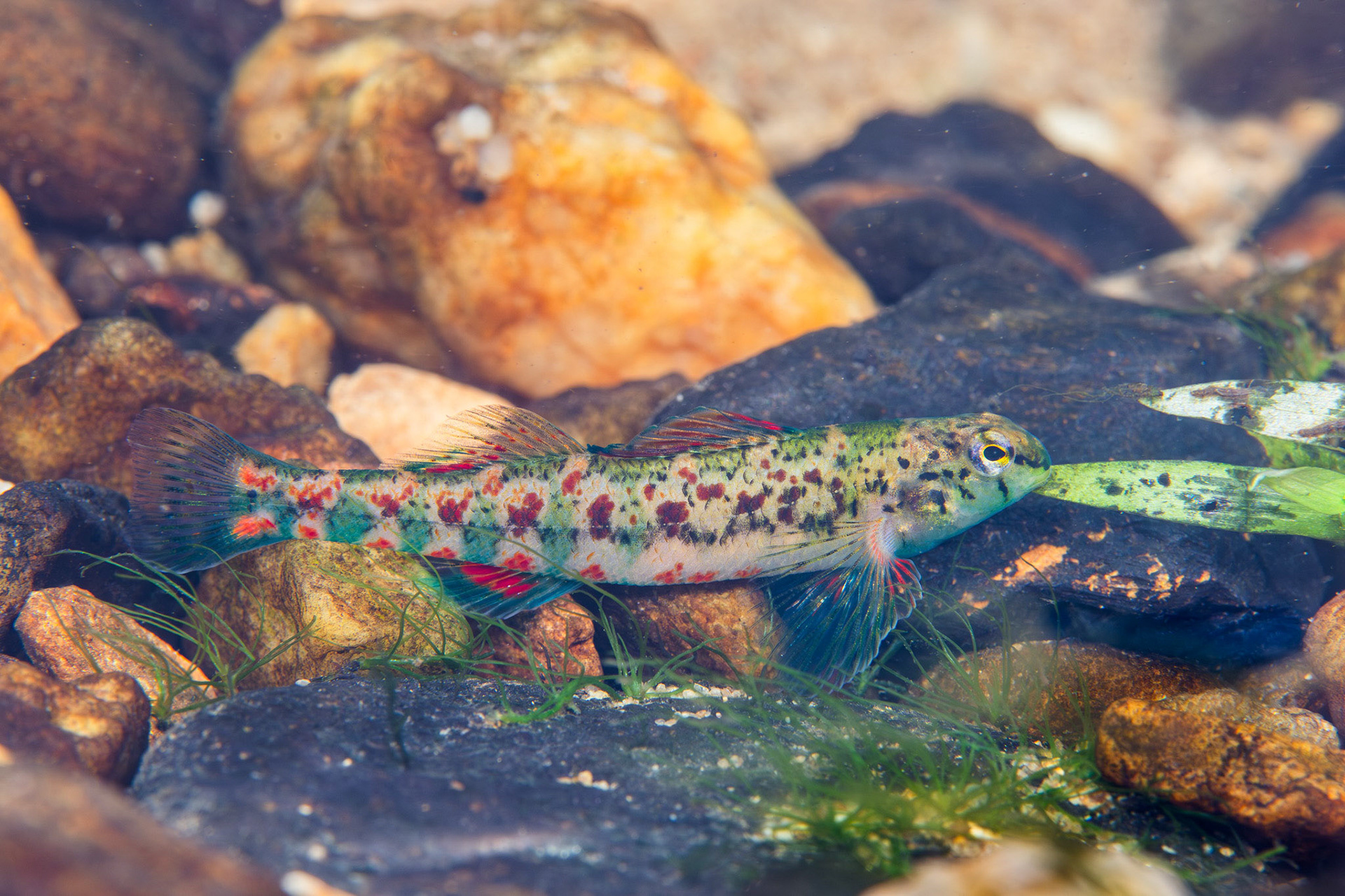 Holiday Darter