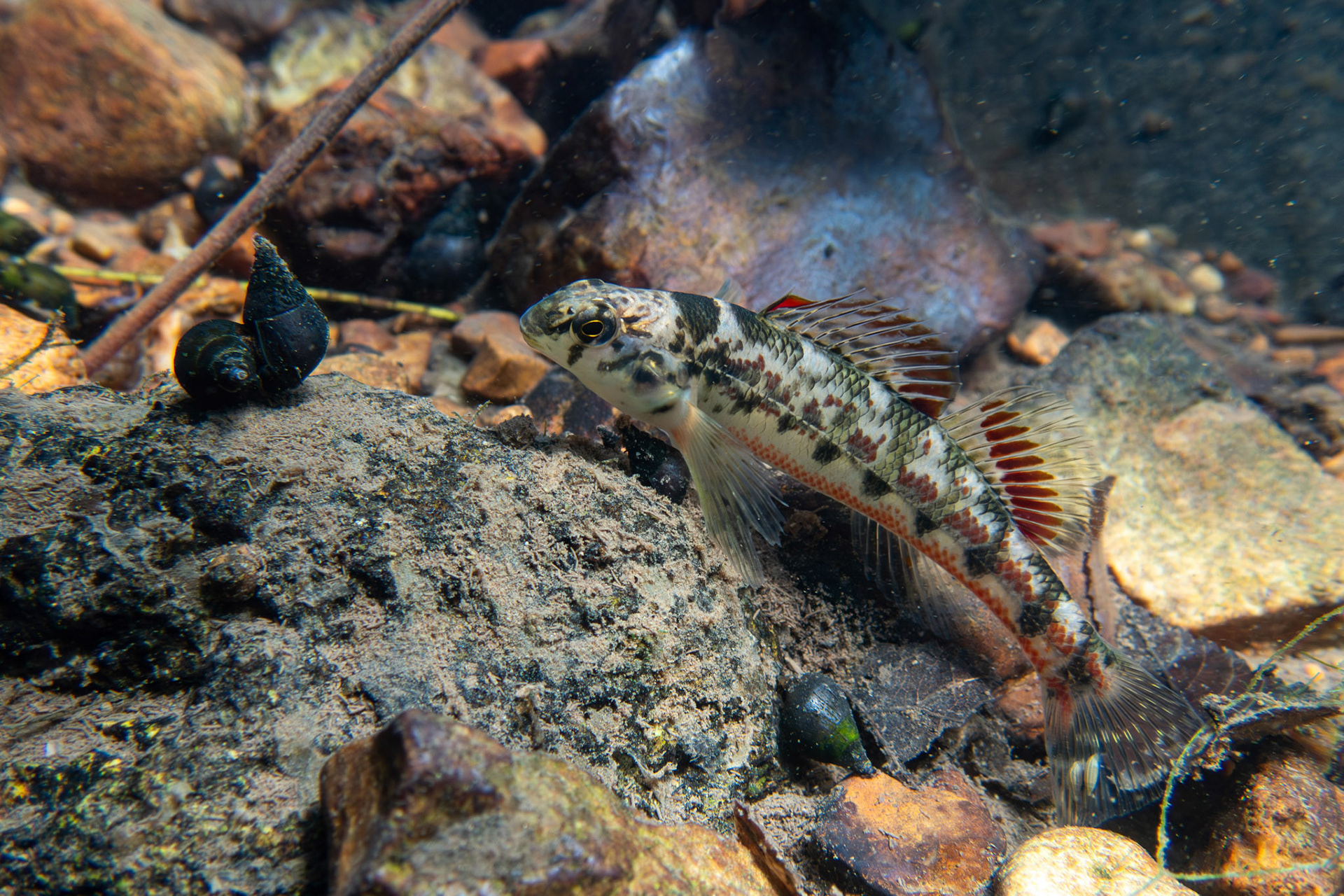 Vermillion Darter