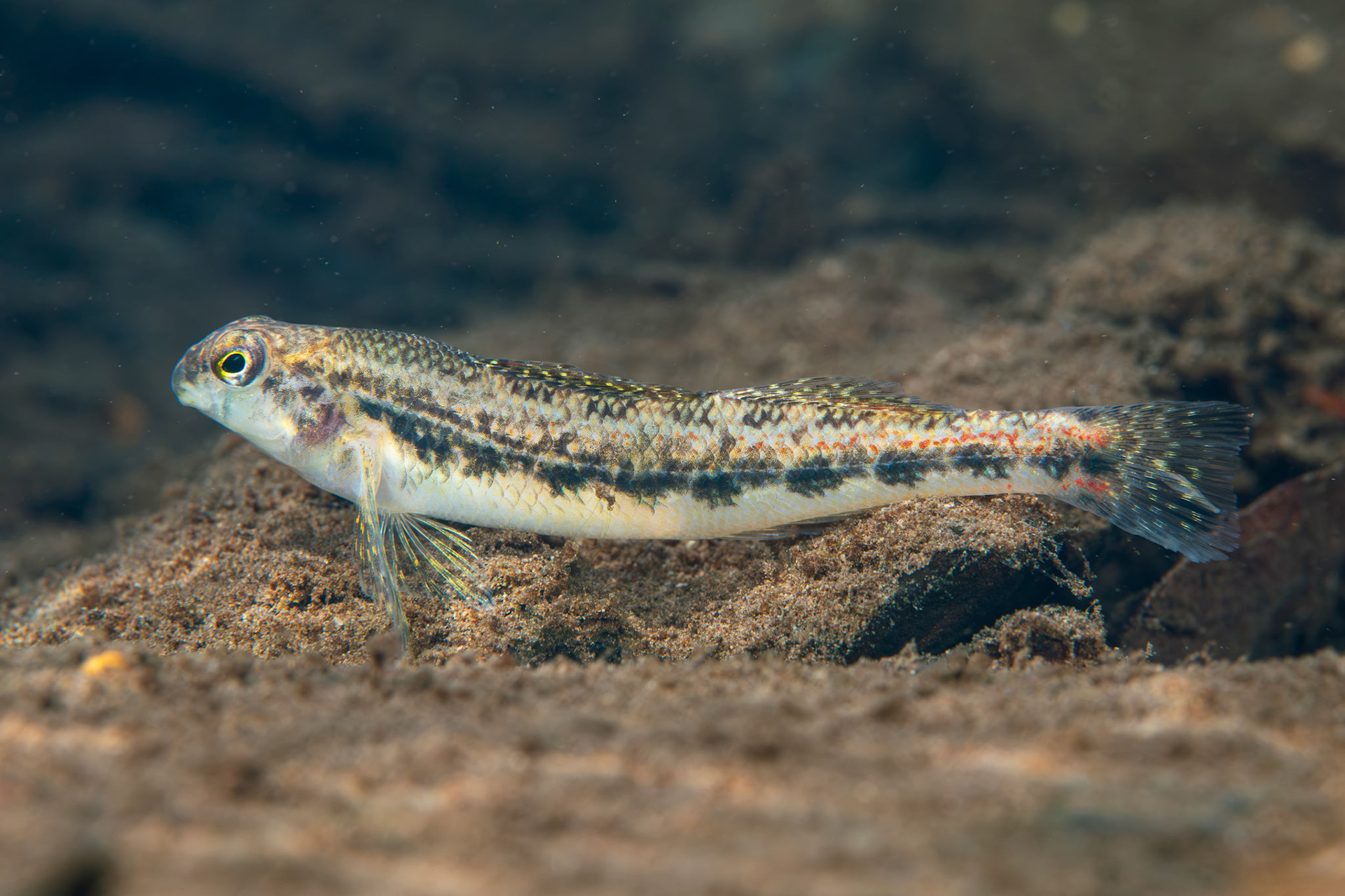 Blackside Snubnose Darter