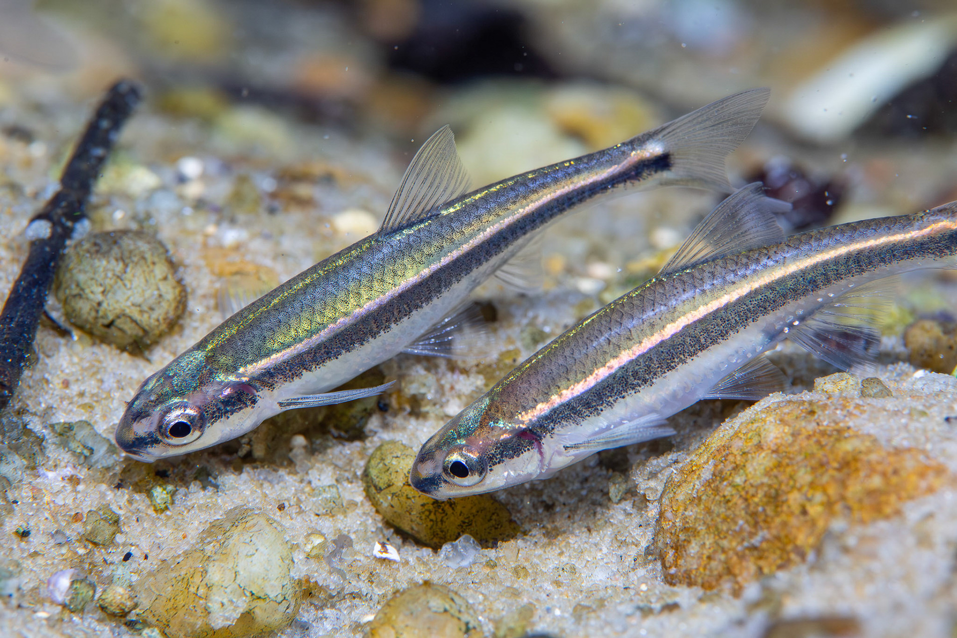 Redeye Chub