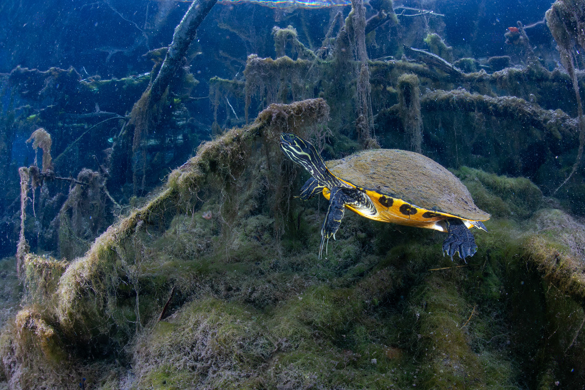 Coastal Plain Cooter