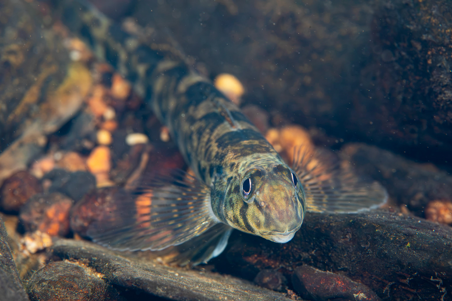 Greenside Darter