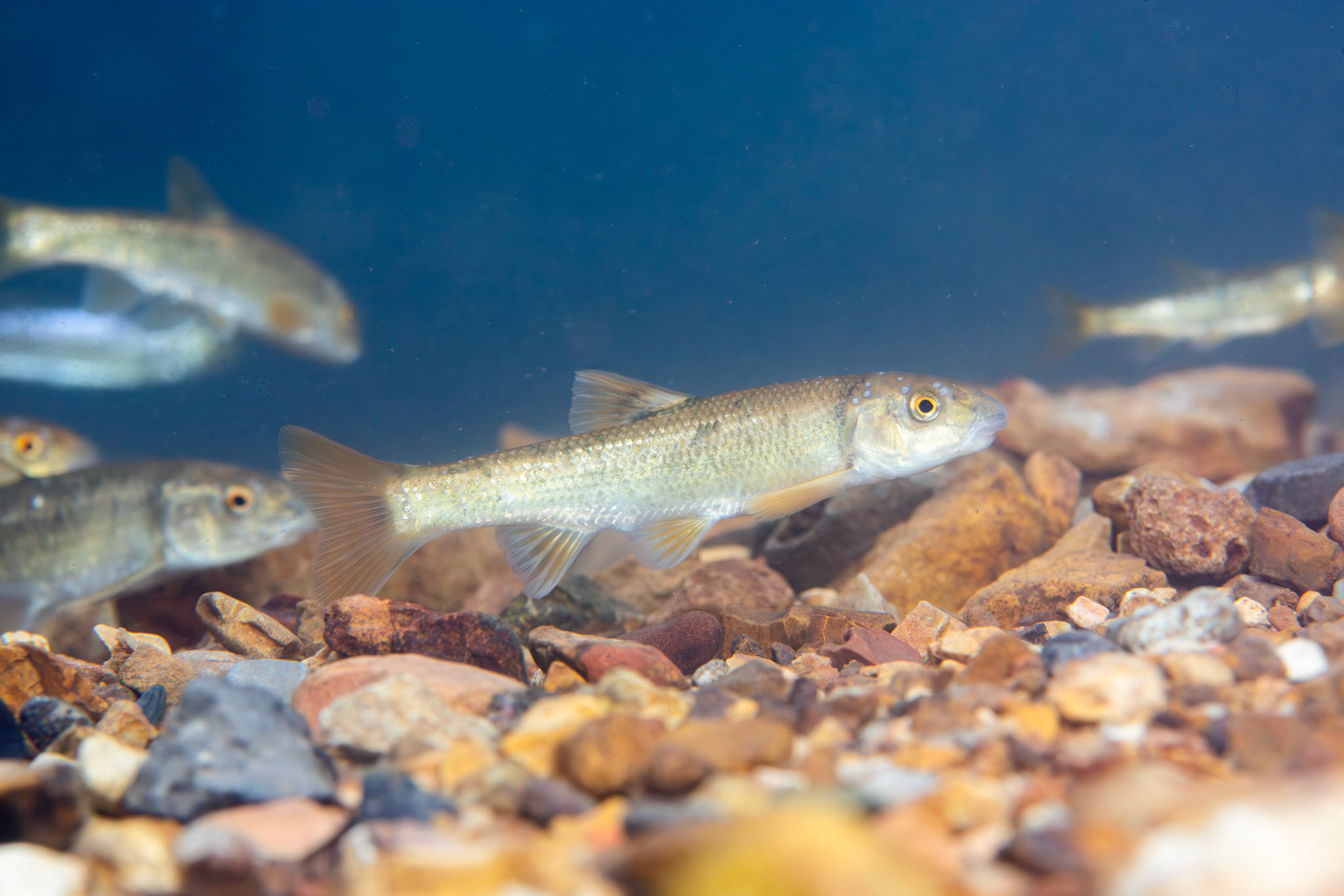 Largescale Stoneroller (Campostoma oligolepis)