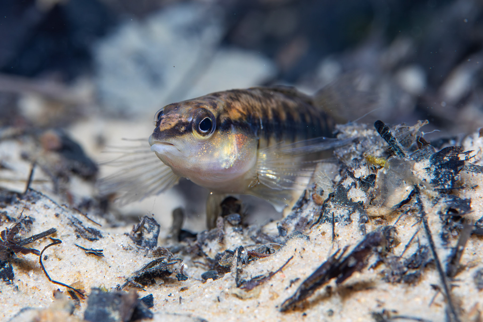 Blackbanded Darter