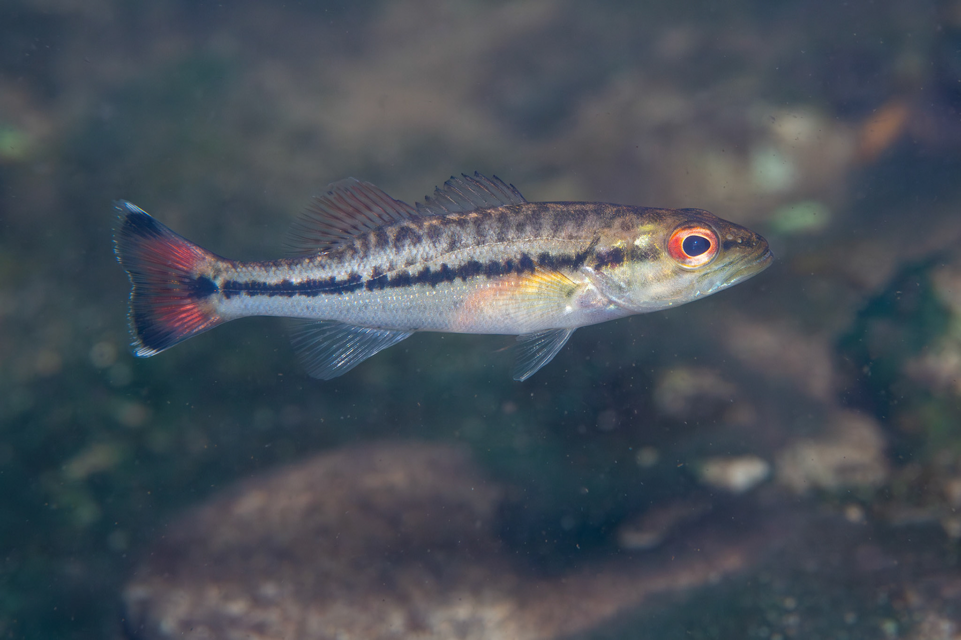 Choctaw Bass (Micropterus haiaka)