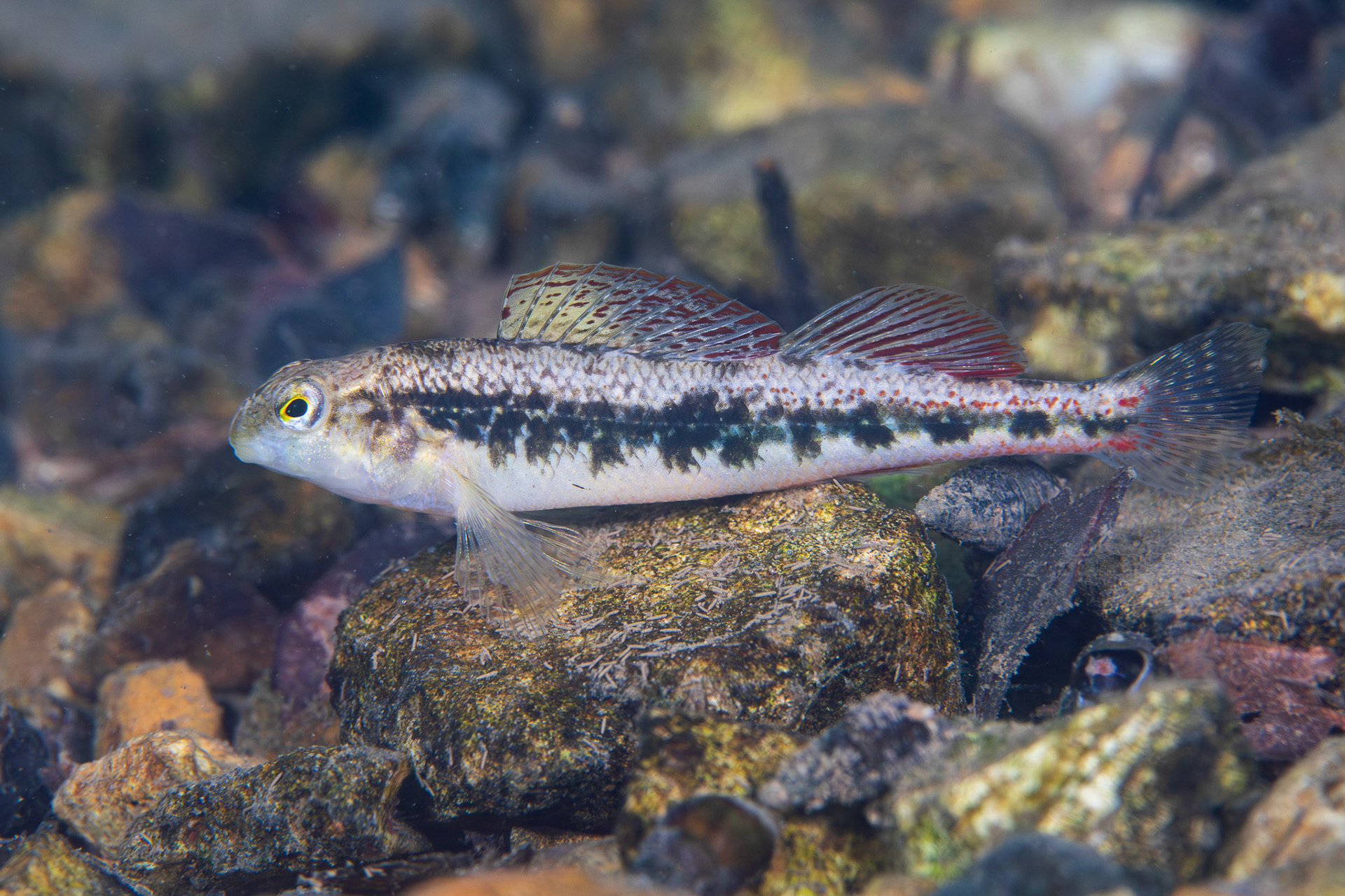 Blackside Snubnose Darter