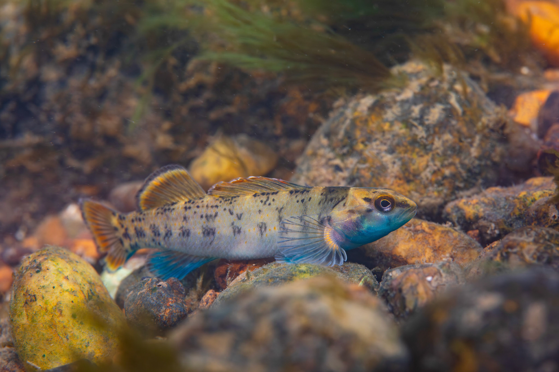 Greenbreast Darter