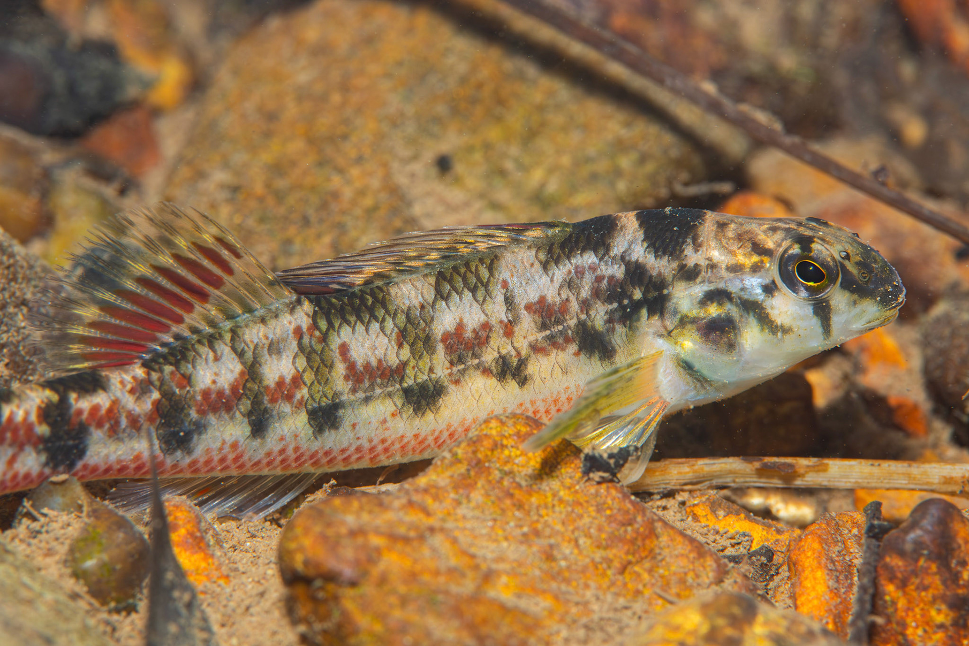 Vermillion Darter