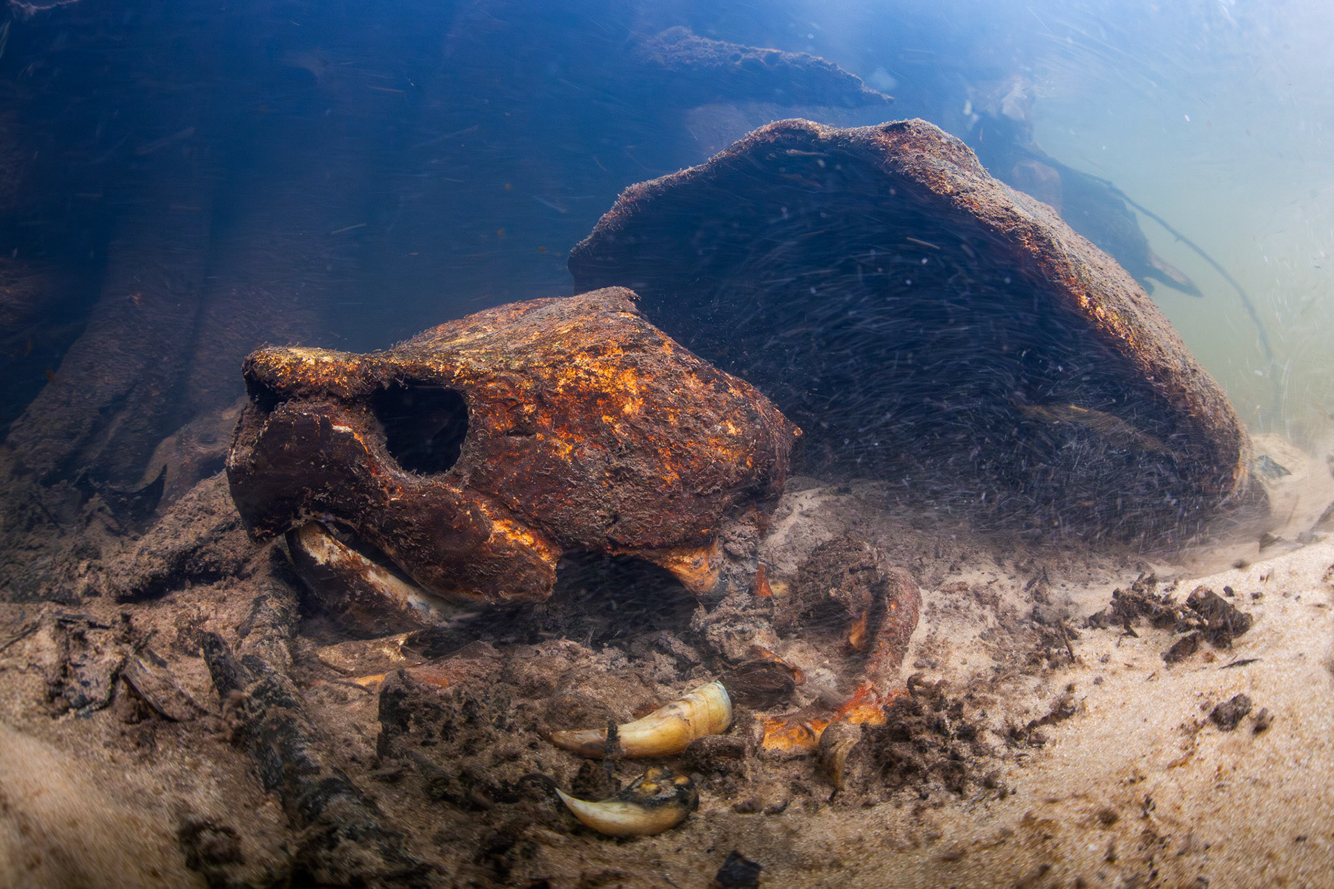 Alligator Snapping Turtle Skeleton
