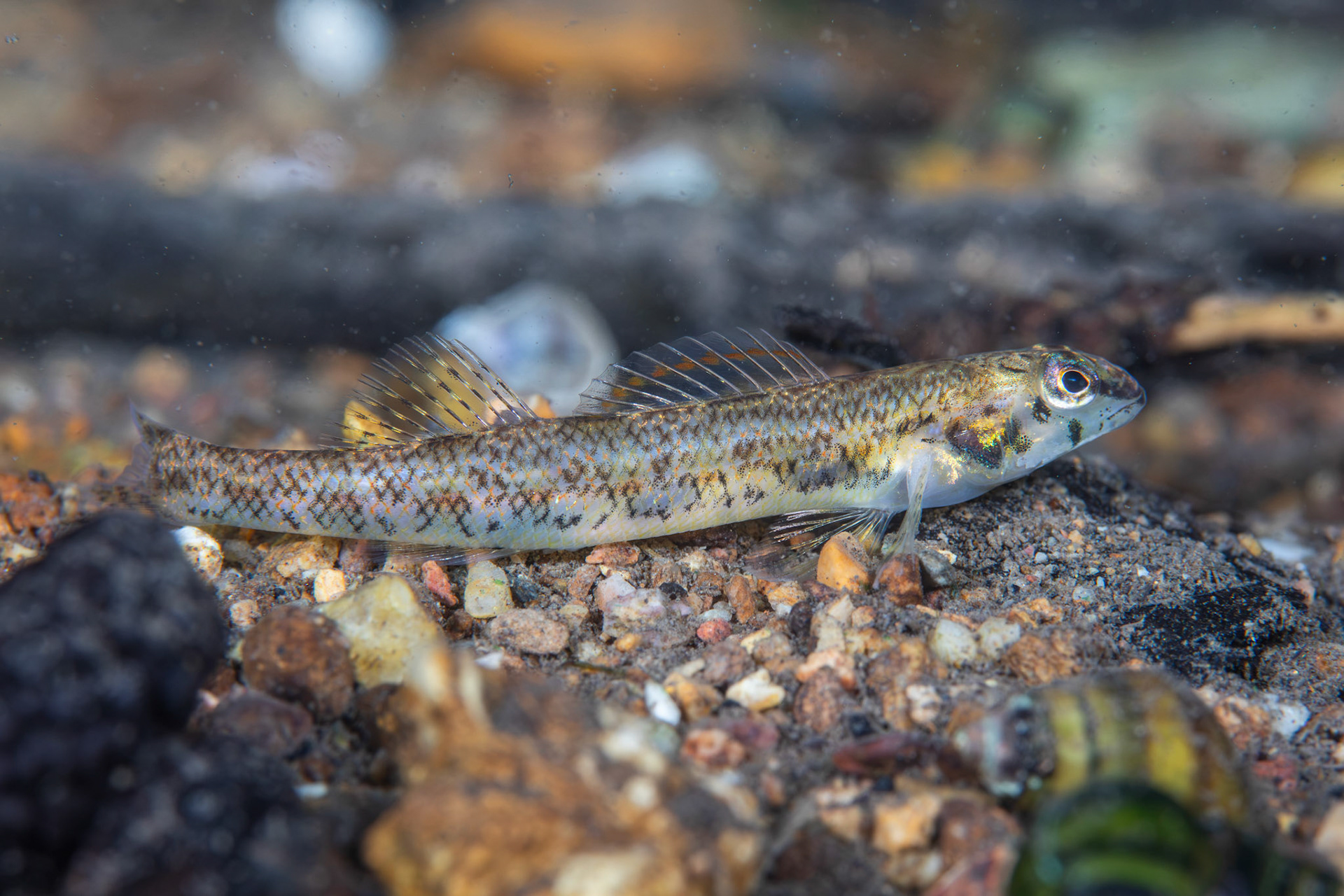 Speckled Darter