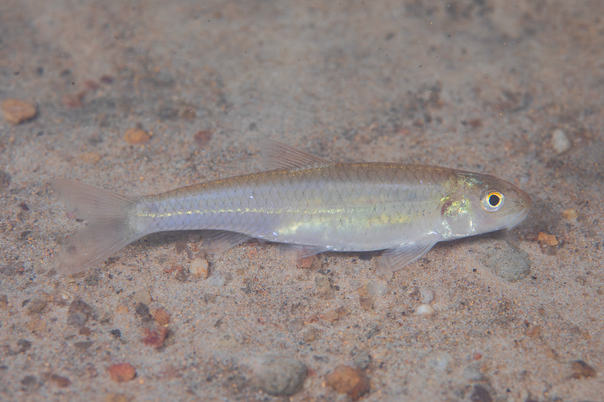 Longnose Shiner